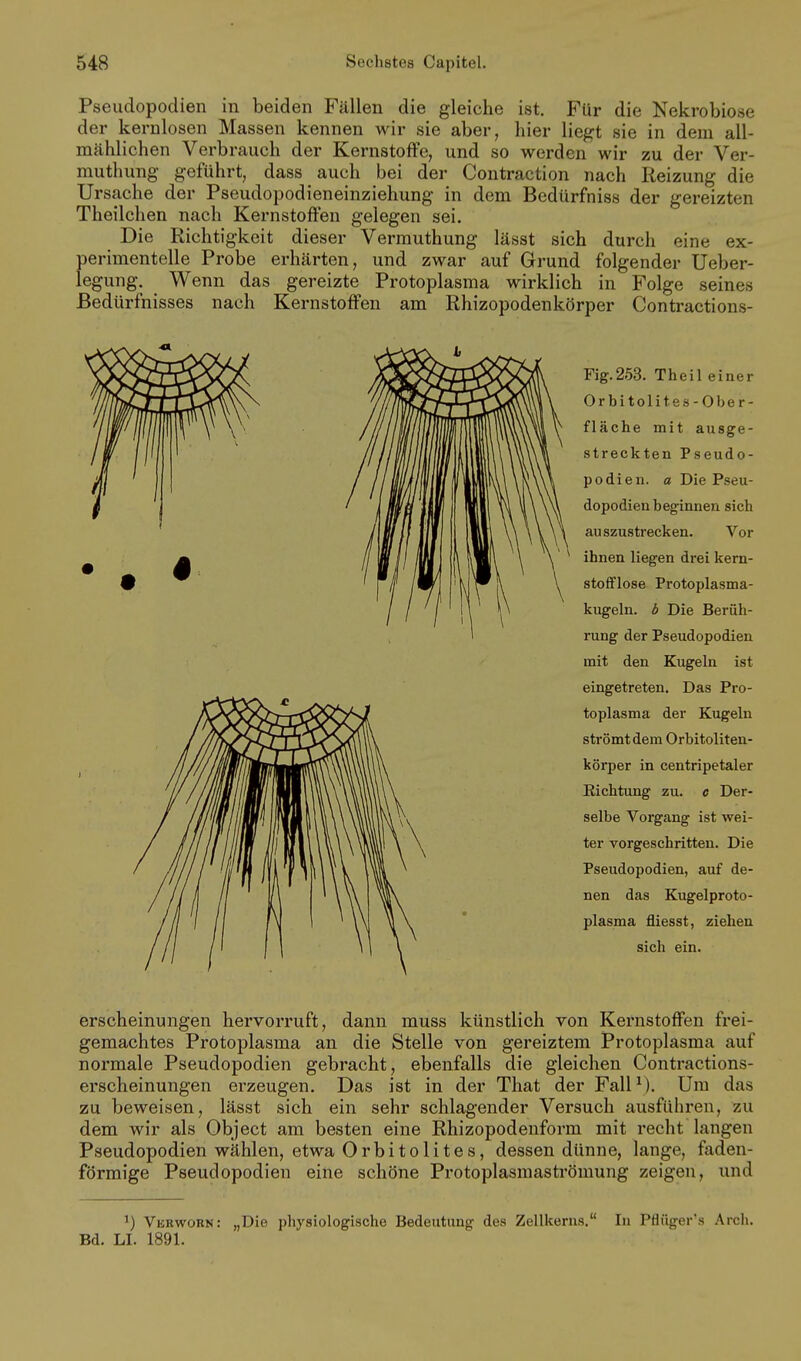 Pseudopodien in beiden Fällen die gleiche ist. Für die Nekrobiose der kernlosen Massen kennen wir sie aber, hier liegt sie in dem all- mählichen Verbrauch der KernstofFe, und so werden wir zu der Ver- muthung geführt, dass auch bei der Contraction nach Reizung die Ursache der Pseudopodieneinziehung in dem Bedürfniss der gereizten Theilchen nach Kernstoffen gelegen sei. Die Richtigkeit dieser Vermuthung lässt sich durch eine ex- perimentelle Probe erhärten, und zwar auf Grund folgender Ueber- legung. Wenn das gereizte Protoplasma wirklich in Folge seines Bedürfnisses nach Kernstoffen am Rhizopodenkörper Contractions- Fig.253. Theil einer Orbitolites-Ober- fläche mit ausge- streckten Pseudo- podien, a Die Pseu- dopodien beginnen sich auszustrecken. Vor ihnen liegen drei kern- stofflose Protoplasma- kugeln, b Die Berüh- rung der Pseudopodien mit den Kugeln ist eingetreten. Das Pro- toplasma der Kugeln strömt dem Orbitoliten- körper in centripetaler Eichtung zu. o Der- selbe Vorgang ist wei- ter vorgeschritten. Die Pseudopodien, auf de- nen das Kugelproto- plasma fliesst, ziehen sich ein. erscheinungen hervorruft, dann muss künstlich von Kernstoffen frei- gemachtes Protoplasma an die Stelle von gereiztem Protoplasma auf normale Pseudopodien gebracht, ebenfalls die gleichen Contractions- erscheinungen erzeugen. Das ist in der That der FalP). Um das zu beweisen, lässt sich ein sehr schlagender Versuch ausführen, zu dem wir als Object am besten eine Rhizopodenform mit recht langen Pseudopodien wählen, etwa Orbitolites, dessen dünne, lange, faden- förmige Pseudopodien eine schöne Protoplasmasti'ömung zeigen, und VuRwonN: „Die physiologische Bedeutung des Zellkerns. In Pflüger's Arch. Bd. LI. 1891.