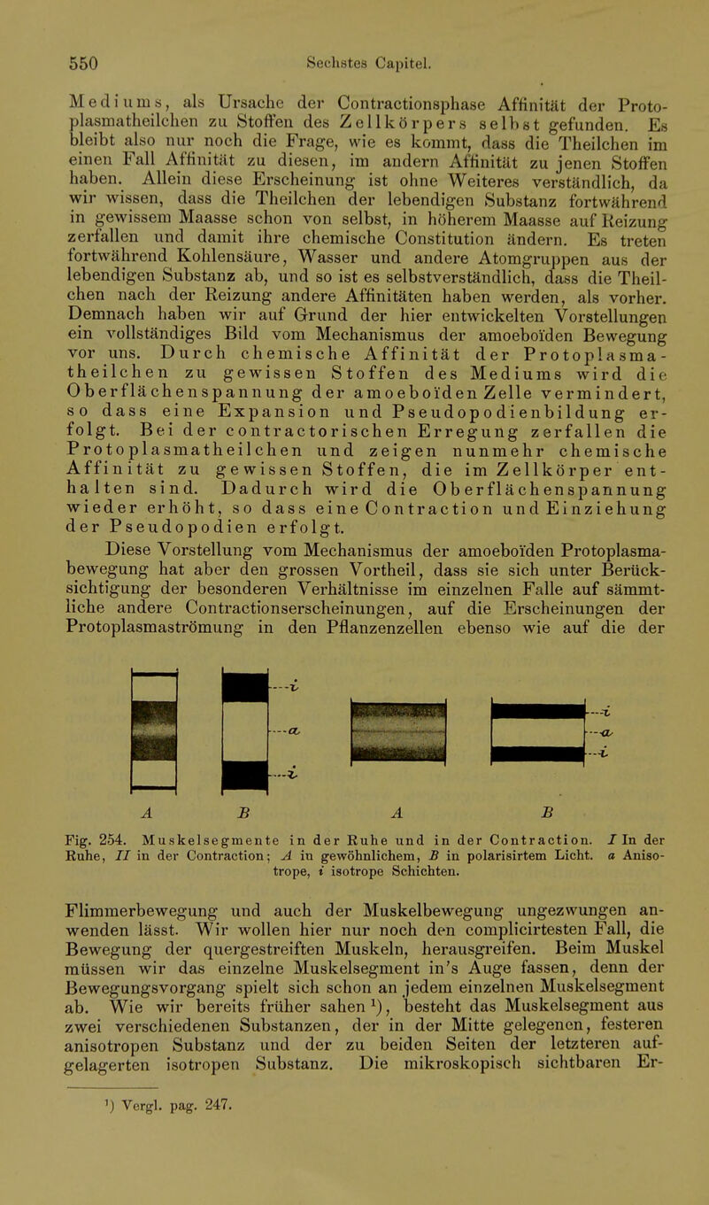 Medi II ni ö, als Ursache der Contractionsphase Affinität der Proto- plasmatheilclien zu Stoffen des Zellkörpers selbst gefunden. Es bleibt also nur noch die Frage, wie es kommt, dass die Theilchen im einen Fall Affinität zu diesen, im andern Affinität zu jenen Stoffen haben. Allein diese Erscheinung ist ohne Weiteres verständlich, da wir wissen, dass die Theilchen der lebendigen Substanz fortwährend in gewissem Maasse schon von selbst, in höherem Maasse auf Reizung zerfallen und damit ihre chemische Constitution ändern. Es treten fortwährend Kohlensäure, Wasser und andere Atomgruppen aus der lebendigen Substanz ab, und so ist es selbstverständlich, dass die Theil- chen nach der Reizung andere Affinitäten haben werden, als vorher. Demnach haben wir auf Grund der hier entwickelten Vorstellungen ein vollständiges Bild vom Mechanismus der amoeboiden Bewegung vor uns. Durch chemische Affinität der Protoplasma- theilchen zu gewissen Stoffen des Mediums wird die Oberflächenspannung der amoeboiden Zelle vermindert, so dass eine Expansion und Pseudopodienbildung er- folgt. Bei der contractorischen Erregung zerfallen die Protoplasmatheilchen und zeigen nunmehr chemische Affinität zu gewissen Stoffen, die im Zellkörper ent- halten sind. Dadurch wird die Oberflächenspannung wieder erhöht, so dass eineContraction und Einziehung der Pseudopodien erfolgt. Diese Vorstellung vom Mechanismus der amoeboiden Protoplasma- bewegung hat aber den grossen Vortheil, dass sie sich unter Berück- sichtigung der besonderen Verhältnisse im einzelnen Falle auf sämmt- liche andere Contractionserscheinungen, auf die Erscheinungen der Protoplasmaströmung in den Pflanzenzellen ebenso wie auf die der •a. B B Fig. 254. Muskelsegmente in der Kuhe und in der Contraction. J In der Ruhe, II in der Contraction; A in gewöhnlichem, B in polarisirtem Licht, a Aniso- trope, i isotrope Schichten. Flimmerbewegung und auch der Muskelbewegung ungezwungen an- wenden lässt. Wir wollen hier nur noch den complicirtesten Fall, die Bewegung der quergestreiften Muskeln, herausgreifen. Beim Muskel müssen wir das einzelne Muskelsegment in's Auge fassen, denn der Bewegungsvorgang spielt sich schon an jedem einzelnen Muskelsegment ab. Wie wir bereits früher sahen ^), besteht das Muskelsegment aus zwei verschiedenen Substanzen, der in der Mitte gelegenen, festeren anisotropen Substanz und der zu beiden Seiten der letzteren auf- gelagerten isotropen Substanz. Die mikroskopisch sichtbaren Er-