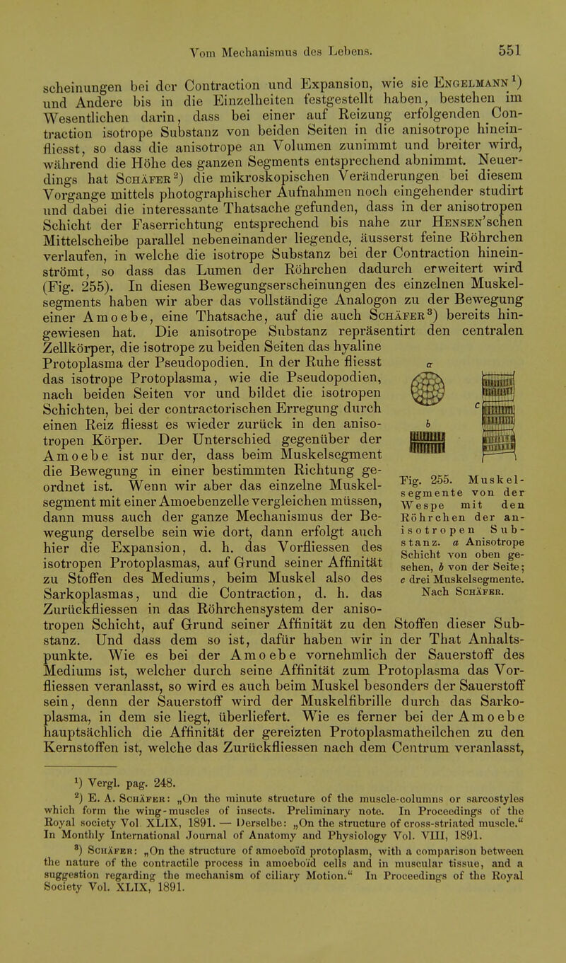 scheinungen bei der Contraction und Expansion, wie sie Engelmann ^) und Andere bis in die Einzelheiten festgestellt haben, bestehen im Wesentlichen darin, dass bei einer auf Reizung erfolgenden Con- traction isotrope Substanz von beiden Seiten in die anisotrope hinein- fliesst, so dass die anisotrope an Volumen zunimmt und breiter wird, während die Höhe des ganzen Segments entsprechend abnimmt. Neuer- dings hat ScHÄFEE^) die mikroskopischen Veränderungen bei diesem Vorgange mittels photographischer Aufnahmen noch eingehender studirt und dabei die interessante Thatsache gefunden, dass in der anisotropen Schicht der Faserrichtung entsprechend bis nahe zur HENSEN'schen Mittelscheibe parallel nebeneinander liegende, äusserst feine Röhrchen verlaufen, in welche die isotrope Substanz bei der Contraction hinein- strömt, so dass das Lumen der Röhrchen dadurch erweitert wird (Fig. 255). In diesen Bewegungserscheinungen des einzelnen Muskel- segments haben wir aber das vollständige Analogen zu der Bewegung einer Amoebe, eine Thatsache, auf die auch Schäfer^) bereits hin- gewiesen hat. Die anisotrope Substanz repräsentirt den centralen Zellkörper, die isotrope zu beiden Seiten das hyaline Protoplasma der Pseudopodien. In der Ruhe fliesst das isotrope Protoplasma, wie die Pseudopodien, nach beiden Seiten vor und bildet die isotropen Schichten, bei der contractorischen Erregung durch einen Reiz fliesst es wieder zurück in den aniso- tropen Körper. Der Unterschied gegenüber der Amoebe ist nur der, dass beim Muskelsegment die Bewegung in einer bestimmten Richtung ge- ordnet ist. Wenn wir aber das einzelne Muskel- segment mit einer Amoebenzelle vergleichen müssen, dann muss auch der ganze Mechanismus der Be- wegung derselbe sein wie dort, dann erfolgt auch hier die Expansion, d. h. das Vorfliessen des isotropen Protoplasmas, auf Grund seiner Affinität zu Stoffen des Mediums, beim Muskel also des Sarkoplasmas, und die Contraction, d. h. das Zurückfliessen in das Röhrchensystem der aniso- tropen Schicht, auf Grund seiner Affinität zu den Stoffen dieser Sub- stanz. Und dass dem so ist, dafür haben wir in der That Anhalts- punkte. Wie es bei der Amoebe vornehmlich der Sauerstoff des Mediums ist, welcher durch seine Affinität zum Protoplasma das Vor- fliessen veranlasst, so wird es auch beim Muskel besonders der Sauerstoff sein, denn der Sauerstoff wird der Muskelfibrille durch das Sarko- plasma, in dem sie liegt, überliefert. Wie es ferner bei der Amoebe hauptsächlich die Affinität der gereizten Protoplasmatheilchen zu den Kernstoffen ist, welche das Zurückfliessen nach dem Centrum veranlasst. 1) Vergl. pag. 248. ^) E. A. ScHÄFEK: „On the minute structure of the muscle-columns or sarcostyles which form the wing-muscles of insects. Preliminary note. In Proceedings of the Royal Society Vol XLIX, 1891. — Derselbe: „On the structure of cross-striated muscle. In Monthly International Journal of Anatomy and Physiology Vol. VIII, 1891. ') Schäfer: „On the structure of amoeboid protoplasm, with a comparison between the nature of the contractile process in amoeboid cells and in niuscular tissue, and a Suggestion regarding the mechanism of ciliary Motion. In Proceedings of the Royal Society Vol. XLIX, 1891. ¥ig. 255. Muskel- segmente von der Wespe mit den Röhrchen der an- isotropen Sub- stanz, a Anisotrope Schicht von oben ge- sehen, b von der Seite; c drei Muskelsegmente. Nach Schäfer.