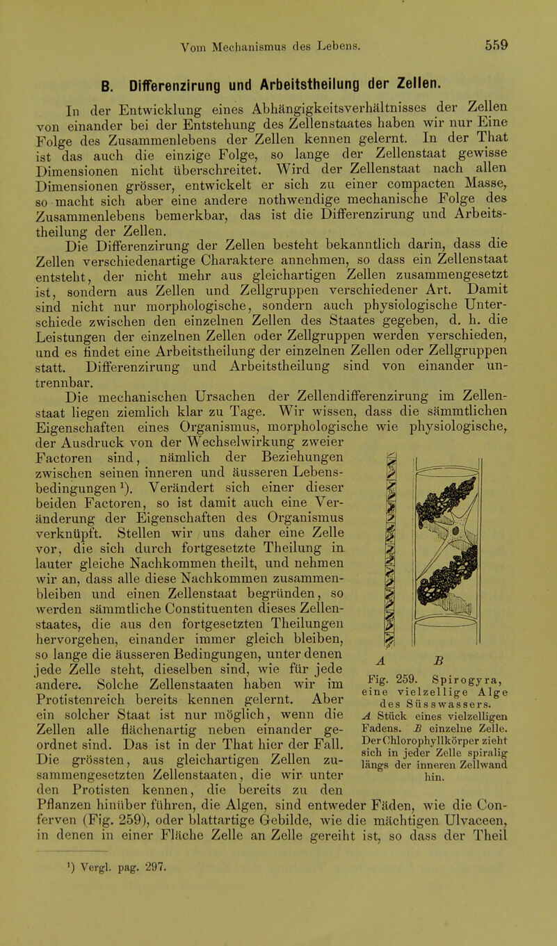 B. Differenzirung und Arbeitstheilung der Zellen. In der Entwicklung eines Abhängigkeitsverhältnisses der Zellen von einander bei der Entstehung des Zellenstaates haben wir nur Eine Folge des Zusammenlebens der Zellen kennen gelernt. In der That ist das auch die einzige Folge, so lange der Zellenstaat gewisse Dimensionen nicht überschreitet. Wird der Zellenstaat nach allen Dimensionen grösser, entwickelt er sich zu einer compacten Masse, so macht sich aber eine andere nothwendige mechanische Folge des Zusammenlebens bemerkbar, das ist die Differenzirung und Arbeits- theilung der Zellen. Die Differenzirung der Zellen besteht bekanntlich darin, dass die Zellen verschiedenartige Charaktere annehmen, so dass ein Zellenstaat entsteht, der nicht mehr aus gleichartigen Zellen zusammengesetzt ist, sondern aus Zellen und Zellgruppen verschiedener Art. Damit sind nicht nur morphologische, sondern auch physiologische Unter- schiede zwischen den einzelnen Zellen des Staates gegeben, d. h. die Leistungen der einzelnen Zellen oder Zellgruppen werden verschieden, und es ludet eine Arbeitstheilung der einzelnen Zellen oder Zellgruppen statt. Differenzirung und Arbeitstheilung sind von einander un- trennbar. Die mechanischen Ursachen der Zellendifferenzirung im Zellen- staat liegen ziemlich klar zu Tage. Wir wissen, dass die sämmtlichen Eigenschaften eines Organismus, morphologische wie physiologische, der Ausdruck von der Wechselwirkung zweier Factoren sind, nämlich der Beziehungen zwischen seinen inneren und äusseren Lebens- bedingungen Verändert sich einer dieser beiden Factoren, so ist damit auch eine Ver- änderung der Eigenschaften des Organismus verknüpft. Stellen wir uns daher eine Zelle vor, die sich durch fortgesetzte Theilung in lauter gleiche Nachkommen theilt, und nehmen wir an, dass alle diese Nachkommen zusammen- bleiben und einen Zellenstaat begründen, so werden sämmtliche Constituenten dieses Zellen- staates, die aus den fortgesetzten Theilungen hervorgehen, einander immer gleich bleiben, so lange die äusseren Bedingungen, unter denen jede Zelle steht, dieselben sind, wie für jede andere. Solche Zellenstaaten haben wir im Protistenreicli bereits kennen gelernt. Aber ein solcher Staat ist nur möglich, wenn die Zellen alle flächenartig neben einander ge- ordnet sind. Das ist in der That hier der Fall. Die grössten, aus gleichartigen Zellen zu- sammengesetzten Zellenstaaten, die wir unter den Protisten kennen, die bereits zu den Pflanzen hinüber führen, die Algen, sind entweder Fäden, wie die Con- ferven (Fig. 259), oder blattartige Gebilde, Avie die mächtigen Ulvaceen, in denen in einer Fläche Zelle an Zelle gereiht ist, so dass der Theil Fig. 259. Spirogyra, eine vielzellige Alge des S ü s s w a s s e r s. A Stück eines vielzelligen Fadens. B einzelne Zelle. Der Chlorophyllkörper zieht sich in jeder Zelle spiralig längs der inneren Zellwand hin.