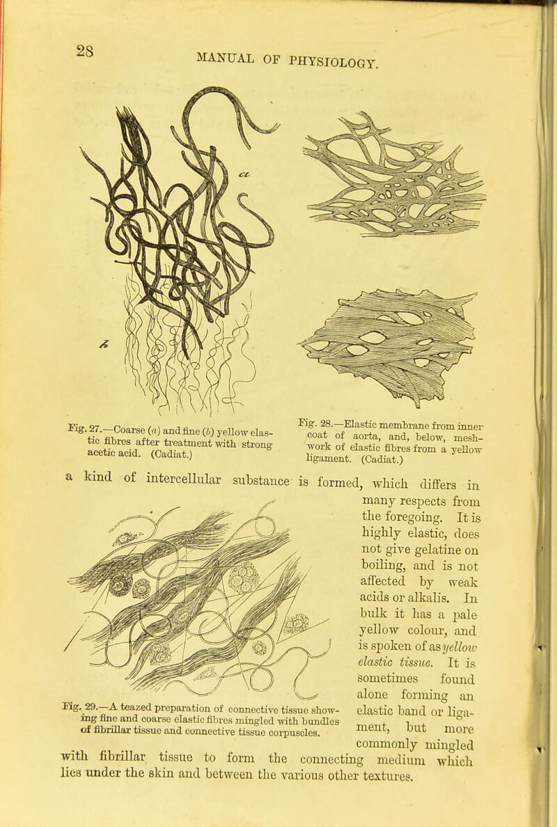 MANUAL OF PHYSIOLOGY. Tig. 27.—Coarse (a) and fine (&) yeUow elas- tic fibres after ti-eatment witli strong acetic acid. (Cadiat.) Pig. 28.—Elastic membrane from inner coat of aorta, and, below, mesh- work of elastic fibres from a yellow ligament. (Cadiat.) a kind of intercellular substance is formed, which differs in many respects from the foregoing. It is highly elastic, does not give gelatine on boiling, and is not affected by weak acids or alkalis. In bulk it has a pale yellow colour, and is spoken oia.syello%v elastic tissue. It is sometimes found alone forming an elastic band or liga- ment, but more commonly mingled with fibrillar tissue to form the connecting medium which lies under the skin and between the various other textures. Rg. 29.—A teazed preparation of connective tissue show- ing fine and coarse elastic fibres mingled witli bundles of fibrillar tissue and connective tissue corpuscles.