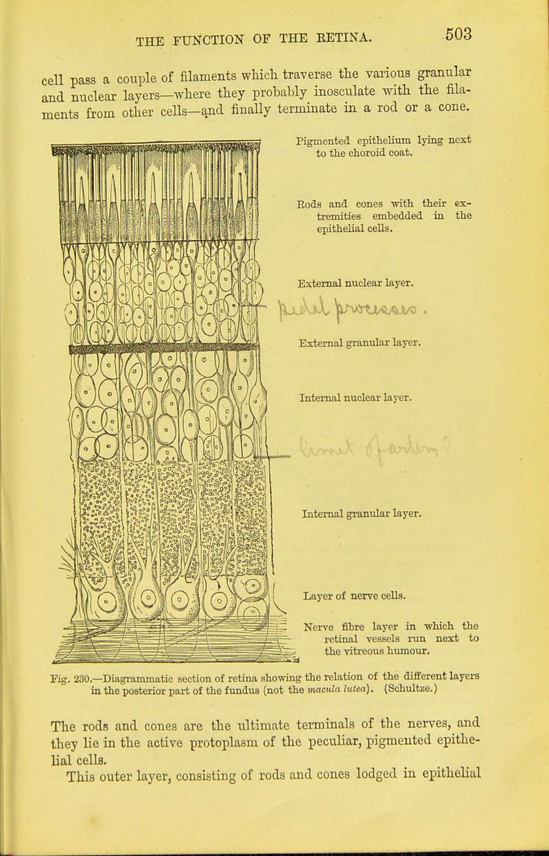 THE FUNCTION OF THE EETINA. cell pass a couple of filaments whicli traverse the various granular and nuclear layers—where they probably inosculate with the fila- ments from other cells—and finaUy terminate in a rod or a cone. Pigmented epithelium lying next to the choroid coat. Rods and cones -with their ex- tremities emhedded in the epithelial cells. External nuclear layer. External granular layer. Internal nuclear layer. Internal granular layer. Layer of nerve cells. Nerve fibre layer in which the retinal vessels run next to the vitreous humoiir. Fig. 230.—Diagrammatic section of retina showing the relation of the different layers in the posterior part of the fundus (not the macula lutea). (Schultze.) The rods and cones are the ultimate terminals of the nerves, and they lie in the active protoplasm of the peculiar, pigmented epithe- lial cells. This outer layer, consisting of rods and cones lodged in epithelial