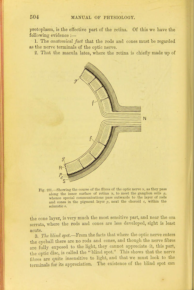 protoplasm, is the effective part of tlie retina. Of this we have the following evidence:— 1. The anatomical fact that the rods and cones must he regarded as the nerve terminals of the optic nerve. 2. That the macula latea, where the retina is chiefly made up of Fig. 231.—Showing the course of the fibres of the optic nei-ve n, as they pass along the inner surface of retiaa r, to meet the ganglion cells ff, whence special commtmioations pass outwards to the layer of rods and cones in the pigment layer p, next the choroid c, within the sclerotic s. the cone layer, is very much the most sensitive part, and near the ora serrata, where the rods and cones are less developed, sight is least acute. 3. The blind spot.—Fvom the facts that where the optic nerve enters the eyeball there are no rods and cones, and though the nerve fibres are fully exposed to the light, they cannot appreciate it, tliis part, tlie optic disc, is called the  blind spot. This shows that the nerve fibres are quite insensitive to light, and that we must look to the terminals for its appreciation. The existence of the blind spot can