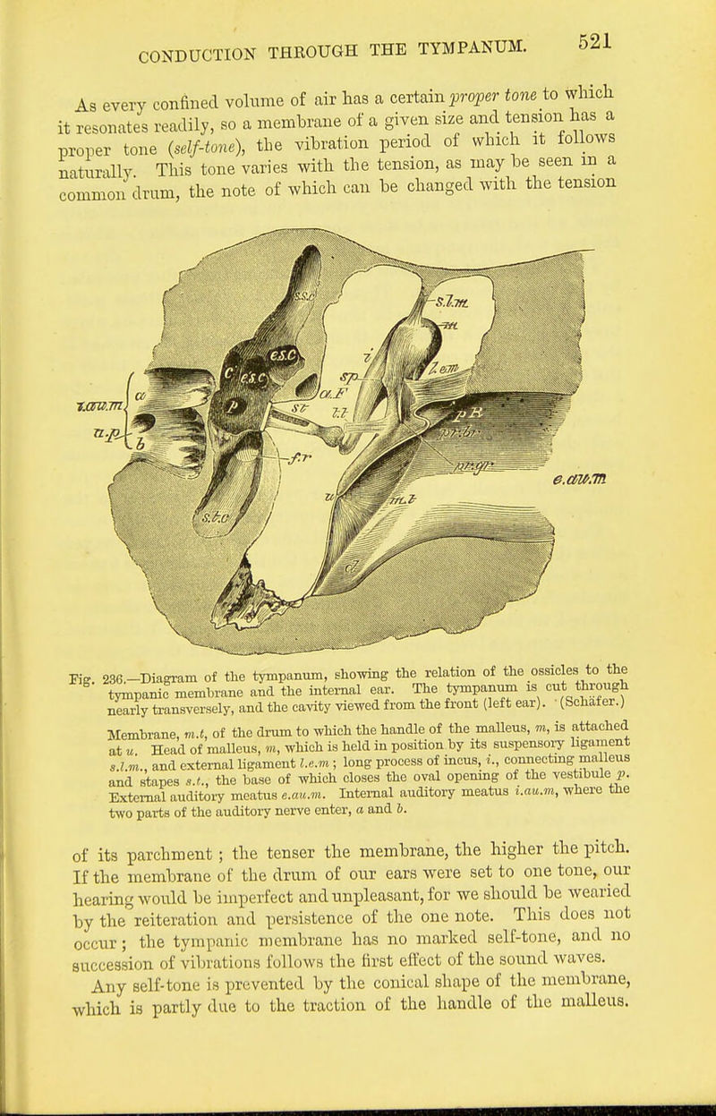 CONDUCTION THROUGH THE TYMPANUM. As every confiBed volume of air has a certain i9roi)er- tone to which it resonates readily, so a membrane of a given size and tension has a proper tone {self-tone), the vibration period of which it follows naturally This tone varies with the tension, as may be seen m a common drum, the note of which can be changed with the tension e.aw.Tti Kff 236-Diagram of tlie tympanum, showing the relation of the ossicles to the tympanic membrane and the internal ear. The tympanum is cut through nearly transversely, and the cavity viewed from the front (left ear). ■ (Schafer.) Membrane, m.t, of the drum to which the handle of the malleus, ro, is attached at « Head of malleus, which is held in position by its suspensoiy ligament s.Z.m., and external ligament l.e.m ; long process of incus, i., connectmg ma leus and stapes s.t., the base of which closes the oval opening of the vestibule i>. External auditoiy meatus e.aii.m. Internal auditory meatus i.au.m, where the two parts of the auditoiy nerve enter, a and 6. of its parchment; the tenser the membrane, the higher the pitch. If the membrane of the drum of our ears were set to one tone, our hearing would be imperfect and unpleasant, for we should be wearied by the reiteration and persistence of the one note. This does not occur; the tympanic membrane has no marked self-tone, and no succession of vibrations follows the first eft'ect of the sound waves. Any self-tone is prevented by the conical shape of the membrane, which is partly due to the traction of the handle of the malleus.