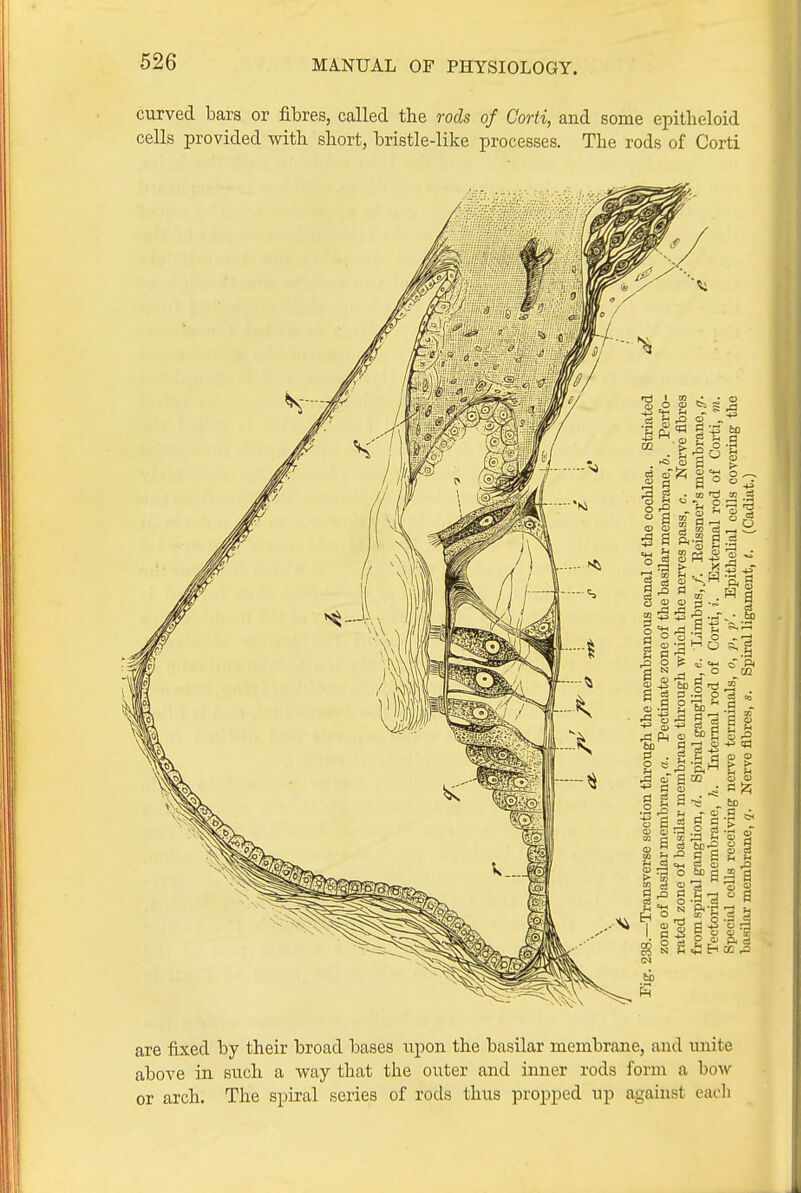 curved bars or fibres, called tlie rods of Corti, and some epitlieloid cells provided with short, bristle-like processes. The rods of Corti are fixed by their broad bases upon the basilar membrane, and unite above in such a way that the outer and inner rods form a how or arch. The spiral series of rods thus propped up against each