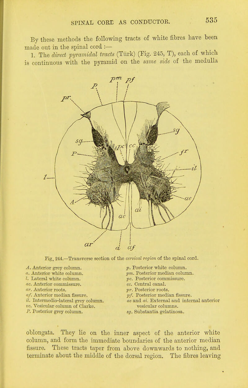 SPINAL CORE AS CONDUCTOR. By these methods the following tracts of white fibres have been made out in the spinal cord :— 1. The direct pyramidal tracts (Tiirk) (Fig. 245, T), each of which is continuous with the pyramid on the scome side of the medulla Fig, 244.—Transverse section of the cervical region of the spinal cord. A. Anterior grey column. a. Anterior white column. I. Lateral white column. ae. Anterior commissure. ar. Anterior roots. of. Anterior median fissure. il, Intermcdio-lateral grey column. vc. Vesicular column of Clarke. P. Posterior g^rey column. p. Posterior white column. pm. Posterior median column. pc. Posterior commissure. cc. Central canal. pr. Posterior roots. pf. Posterior median fissure. ae and ai. External and internal anterior vesicular columns. sg. Substantia gelatinosa. oblongata. They lie on the iimer aspect of the anterior white column, and form the immediate boundaries of the anterior median fissure. These tracts taper from above downwards to nothing, and terminate about the middle of the dorsal region. The fibres leaving