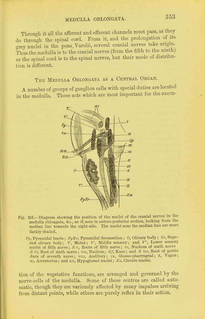 MEDULLA OBLONGATA. Througli it aU the afferent and efferent channels must pass, as they do through the spinal cord. From it, and the prolongation of its grey nuclei in the pons. Varolii, several cranial nerves take origin. Thus the meduQa is to the cranial nerves (from the fifth to the ninth) as the spinal cord is to the spinal nerves, but their mode of distribu- tion is different. The Medulla Oblongata as a Centeal Organ. A number of groups of ganglion cells with special duties are located in the medulla. Those acts which are most important for the execu- Fig. 261.—Diagram sliowing the position of the nuclei of the cranial nerves in the medulla oblongata, &c., as if, seen in antero-posterior section, looking from the median line towards the right side. The nuclei near the median line are more darkly shaded. Py, Pyramidal tracts; FyKr, Pyramidal decussation ; 0, Olivary body; Os, Supe- rior oUvary body; V, Motor; V, Middle sensory; and V, Lower sensory nuclei of fifth nerve; R v. Roots of fifth nerve; vi. Nucleus of sixth nerve Ji VI, Root of sixth nerve ; vii, Nucleus; Gf, Knee; and R vii. Root of portio dura of seventh nerve; viii. Auditory; ix, Glosso-pharyngeal; x, Vagus; XI, Accessorius; and xii, Hypoglossal nuclei; Kz, Clavate nuclei. tion of the vegetative functions, are arranged and governed by the nerve-cells of the meduUa. Some of these centres are called auto- matic, though they are variously affected by many impulses arriving from distant points, while others are purely reflex in their action.