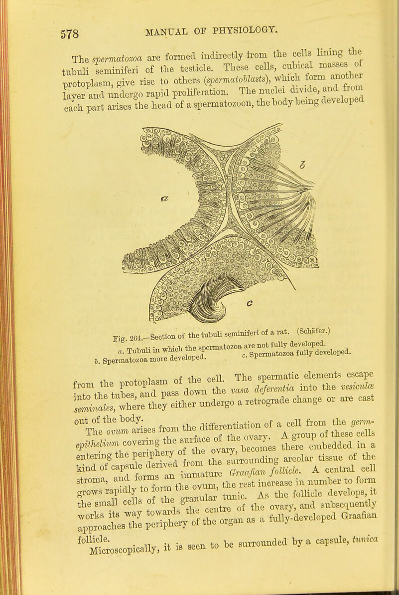 The spermatozoa are formed indirectly from the cells Imng the tnbuli seminiferi of the testicle. These cells, cubical masses oi protoplasm, give rise to others {spermatoblasts), which form another layer and undergo rapid proHferation. The nuclei <i-ide and fr^^^^^ each part arises the head of a spermatozoon, thebody being developed Kg 264 -Section of the tubuli seminiferi of a rat. (Sehafer.) .;Tn.nliinwMe.t_^^^^ 6. Spermatozoa more developed. . '=y rlXi:;trStK'-nae^oaret»gra.^ o. a.e cast coven^g the «,Ace fte 0^^^^^^^^ o l^^^^^^^^^^ ^ entering the penpWo the ovary^^^^^^^^ ^^^^^^^ ^^^^^ Und ot oap™ e de-v«l from ft smr ^ ^^^^ stroma, and forms m i™; the rest increase in number to tonn the small cells ol ^e =i ^^^^j enhseiiueiitly :*rthip::if ~-»'^-10^.1 ar^aan • oilv it is seen to be surrounded by a capsule, tunica Microscopically, it is seen