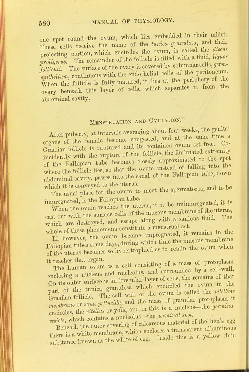 one spot round the ovum, wHch lies embedded m tteir m^dst These ceUs receive the name of the tunica granulosa and their pro e^^^^^^^^^^^ encircles the ovum, is called the d^scus S~ The remainder of the follicle is fiUed with a fluid In^ folUculi. The surface of the ovary is covered by columnar cells, gerra- ^eUu^, continuous with the endothelial ceUs of the 1--— When the follicle is fully matured, it lies at the periphery of he ovary beneath this layer of cells, which separates it from the abdominal cavity. Menstruation and Ovulation. After puberty, at intervals averaging about four weeks, the genital orgtn orL female become congested, and at tl^e same t.me n fin,. fnll^plP is ruptured and its contained ovum set free. Uo ofThe Pallopian tube becomes closely approximated to fte spot letthe iolLe lie, so that the o™n ^^^^^^l^^^lXV^t abdonunal cavity, passes into the canal of the Fallopiaa tube, ''^t^sirpTarrthro:ro .set the spe..ato.oa,a.dtobe casTo.^ with the surface celU of the mucous membrane of ^Ih are destroyed, and escape along wrth a samous Surd. The hire:t:r:rr im^S^Sttremains in the  ThftaS^°ofnm is a cell consisting of a mass of pro^plasm St«lf~hecell..loft Beneath ^''^J^' y^,, encloses a transparent albuminous tl.ae „ a white Z^^^^ ^o.. Inside this is a yeUow ilnid substance Imown as tlie wnite oi Co„.