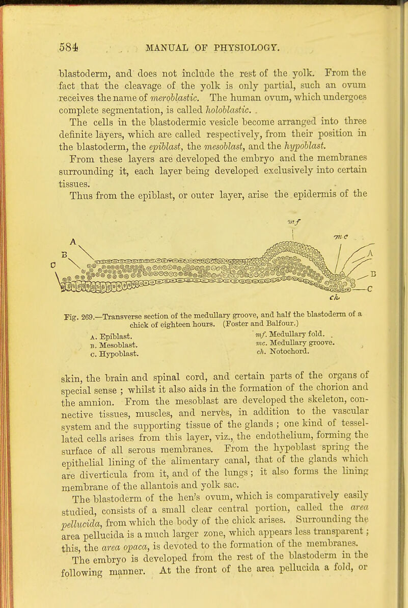 blastoderm, and does not incltide the rest of the yolk. Prom the fact that the cleavage of the yolk is only partial, such an ovum receives the name of meroblasHc. The human ovum, which undergoes complete segmentation, is called holohlastic. . The cells in the blastodermic vesicle become arranged into three definite layers, which are called respectively, from their position in the blastoderm, the epiblast, the mesoblast, and the hypoblast. From these layers are developed the embryo and the membranes surrounding it, each layer being developed exclusively into certain tissues. Thus from the epiblast, or outer layer, arise the epidermis of the Pig. 269.—Transverse section of the medullary groove, and half the blastoderm of a chick of eighteen hours. (Foster and Balfour.) A. Epiblast.  m/. Medullary fold. . B. Mesoblast. 'c. Medullary groove, c. Hypoblast. Notochord. skin, the brain and spinal cord, and certain parts of the organs of special sense ; whilst it also aids in the formation of the chorion and the amnion. From the mesoblast are developed the skeleton, con- nective tissues, muscles, and nervfes, in addition to the vascular system and the supporting tissue of the glands ; one kind of tessel- lated cells arises from this layer, viz., the endothelium, forming the surface of all serous membranes. From the hypoblast spring the epitheUal lining of the alimentary canal, that of the glands which are diverticula from it, and of the limgs; it also forms the Uninp membrane of the allantois and yolk sac. The blastoderm of the hen's ovum, which is comparatively easily studied, consists of a small clear central portion, caUed the area pellucida, from which the body of the chick arises. Siirrounding the area pellucida is a much larger zone, which appears less transparent; this, the area opaca, is devoted to the formation of the membranes. The embryo is developed from the rest of the blastoderm in the following manner. At the front of the area peUucida a fold, or