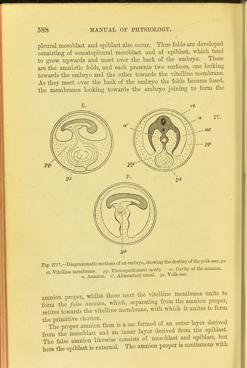 pleural mesoblast and epiblast also occur. Thus folds are developed consisting of somatopleural mesoblast and of epiblast, •which tend to grow upwards and meet over the back of the embryo. These are the amniotic folds, and each presents two surfaces, one looking towards the embryo and the other towards the vitelline membrane. As they meet over the back of the embryo the folds become fused, the membranes looking towards the embryo joining to form the Fig 271*.-Diagraininatio sections of an embi-yo, showng the destiny of the yolk-sac, ys. vt. ViteUine membrane, pp. Pleuropex-itoneal canity, ac Cavity of the amnion, o. Amnion, o'. Alimentaiy canal, ys. Yolk-sac. amnion proper, whilst those next the vitelline membrane unite to form the false amnion, which, separating from the amnion proper, retires towards the vitelHne membrane, with which it unites to form the nrimitive chorion. i • j The proper amnion then is a sac formed of an outer layer derived from the mesoblast and an inner layer derived from the epiblast The false amnion likewise consists of mesoblast and epiblast, but here the epiblast is external. The amnion proper is continuous with