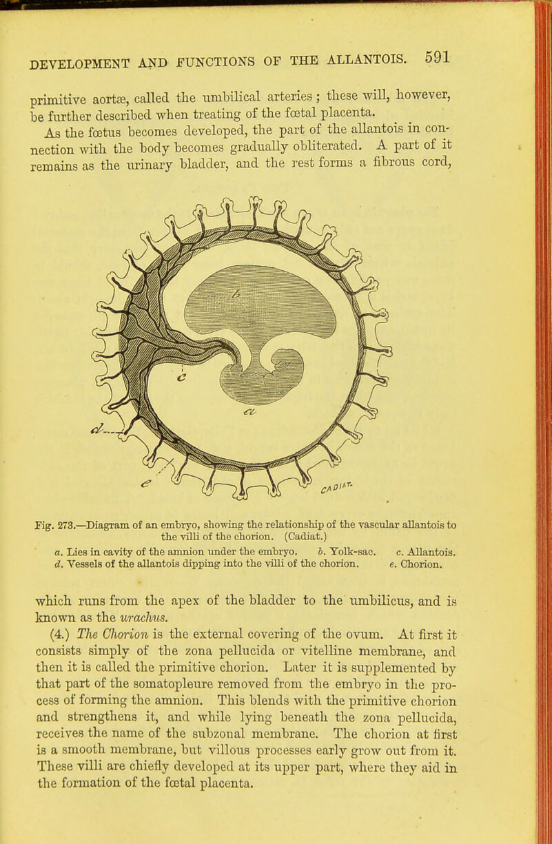 primitive aortte, called the umbilical arteries; these wiU, however, be further described when treating of the foetal placenta. As the foetus becomes developed, the part of the allantois in con- nection with the body becomes gradually obliterated, A part of it remains as the urinary bladder, and the rest forms a fibrous cord, Fig. 273,—Diagram of an embryo, showing the relationship of the vascular allantois to the villi of the chorion. (Cadiat.) a. Lies in cavity of the amnion under the embryo. b. Yolk-sac. c. Allantois. d. Vessels of the allantois dipping into the villi of the chorion. e. Chorion. which, runs from the apex of the bladder to the umbilicus, and is known as the uraclius. (4.) The Chorion is the external covering of the ovum. At first it consists simply of the zona pellucida or vitelline membrane, and then it is called the primitive chorion. Later it is supplemented by that part of the somatopleure removed from the embryo in the pro- cess of forming the amnion. This blends with the primitive chorion and strengthens it, and while lying beneath the zona pellucida, receives the name of the subzonal membrane. The chorion at first is a smooth membrane, but villous processes early grow out from it. These villi are chiefly developed at its upper part, where they aid in the formation of the foetal placenta.