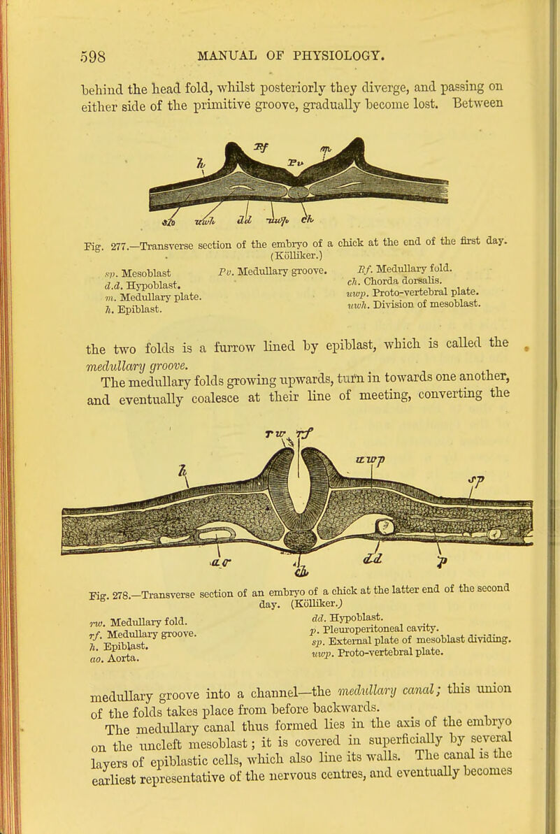 behind the head fold, whilst posteriorly they diverge, and passing on either side of the primitive groove, gradually become lost. Between Fig. 277.—Ti-ansverse section of the embryo of a cMck at tlie end of the first day. (Kolliker.) Mesoblast Py. Medullary groove. i?/. Medullary fold, d.d. Hypoblast. c^i. Chorda dorsahs m. Medullary plate. Proto-vertebral p^ate. n. Epiblast. Division of mesoblast. the two folds is a furrow Hned by epiblast, which is called the medullary groove. The medullary folds growing upwards, tutn in towards one another, and eventually coalesce at their Hue of meeting, converting the Fiff 278.-Transverse section of an embryo of a chick at the latter end of the second ^ day. (Kiilliker.J Medullary fold. drf Hypoblast. Mpdullarv groove. Pleuropentoneal cavity. ^ . ir^Kioi sp. External plate of mesoblast dividing. ao Aorta Proto-vertebral plate. meduUary groove into a channel—the medullary canal; this union of the folds takes place from before backwards. The medullary canal thus formed lies in the axis of the embryo on the iincleft mesoblast; it is covered in superficially by several lavers of epiblastic cells, which also line its walls. The canal is the earliest representative of the nervous centres, and eventually becomes