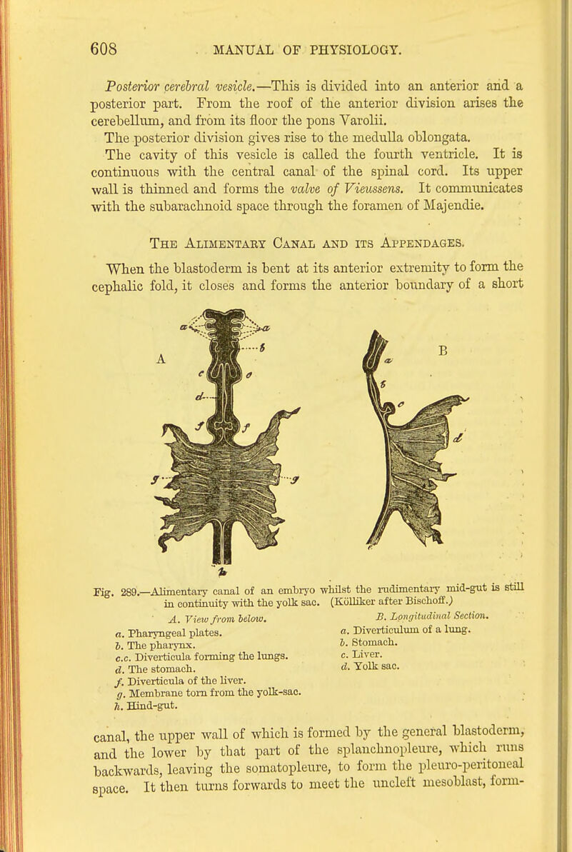 Posterior cerebral vesicle,—This is divided into an anterior and a posterior part. From the roof of the anterior division arises the cerebellum, and from its floor the pons Varolii. The posterior division gives rise to the medulla oblongata. The cavity of this vesicle is called the fourth ventricle. It is continuous with the central canal of the spinal cord. Its upper wall is thinned and forms the valve of Vieussens. It communicates with the subarachnoid space through the foramen of Majendie. The Alimentaky Canal and its Appendages. When the blastoderm is bent at its anterior extremity to form the cephalic fold, it closes and forms the anterior boundary of a short Kg. 289.—Alimentary canal of an embiyo -wMlst the rudimentary mid-gut is still in continuity with the yolk sac. (Ktilliker after Bisohoff.; S. Lpngitudinal Section, a. Diverticulum of a lung. h. Stomach. c. Liver. d. Yolk sac. A. View from below, a. Pharyngeal plates. 6. The pharynx. c. c. Diverticula forming the limgs. d. The stomach. /. Diverticula of the Hver. ff. Membrane torn from the yolk-sac. h. Hind-gut. canal, the upper waU of which is formed by the general blastoderm, and the lower by that part of the splanchnopleure, which runs backwards, leaving the somatopleure, to form the pleuro-peritoneal space. It then turns forwards to meet the uncleft mesoblast, form-