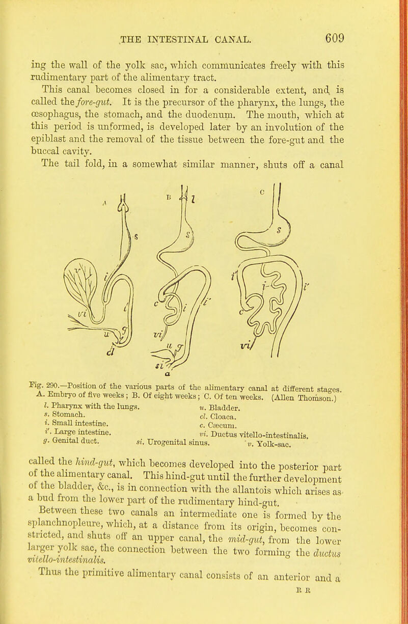 ing the wall of the yolk sac, which communicates freely with this rudimentary part of the alimentary tract. This canal becomes closed in for a considerable extent, and, is called the fo)-e-gut. It is the precursor of the pharynx, the lungs, the oesophagus, the stomach, and the duodenum. The mouth, which at this period is unformed, is developed later by an involution of the epiblast and the removal of the tissue between the fore-gut and the buccal cavity. The tail fold, in a somewhat similar manner, shuts off a canal Fig. 290.—Position of the various parts of the alimentary canal at different stages A. Embryo of five weeks ; B. Of eight weeks; C. Of ten weeks. (Allen Thomson.) I. Pharynx with the lungs. u. Bladder. 3. Stomach. cl. Cloaca. t. Small intestine. c. Cfecum. r'. Large intestine. v'i. Ductus vitello-intestinalis. g. Gemtal duct. si. Urogenital sinus. 'v. Yolk-sac. called the hind-gut, which becomes developed into the posterior part of the alimentary canal. This hind-gut until the further development ot the bladder, &c., is in connection with the allantois which arises as a bud from the lower part of the rudimentary hind-gut. Between these two canals an intermediate one is formed by the splanchnopleure, which, at a distance from its origin, becomes con- stricted, and shuts off an upper canal, the mid-gut, from the lower larger yolk sac, the connection between the two forming the ductus viiello-tntestmahs. Thus the primitive alimentary canal consists of an anterior and a 11 R