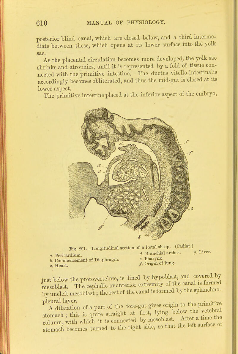 posterior blind canal, which are closed below, and a third interme- diate between these, which opens at its lower surface into the yolk sac. As the placental circulation becomes more developed, the yolk sac shrinks and atrophies, until it is represented by a fold of tissue con- nected with the primitive intestine. The ductus vitello-intestinalis accordingly becomes obliterated, and thus the mid-gut is closed at its lower aspect. The primitive intestine placed at the inferior aspect of the embryo, Fig. 291. -Longituainal section of a fcetal sheep. (Cadiat.) a. Pericardium. ^. Branchial arches. Liver. 6. Commencement of Diaphi-agm. e. Pharynx, c. Heart. /.Ongmoflung. iust below the protovertebr^B, is lined by hypoblast, and covered by nxesoblast. The cephalic or anterior extremity of the canal is formed by uncleft mesoblast; the rest of the canal is formed by the splanchno- 'AdiiSi of a part of the fore-gut gives origin to the prin^i^^^ stomach; this is quite straight at first, lying Yfte. a tin e th column, with which it is connected ^'^'^^f' ^f;^^'^^^^ stomach becomes turned to the right side, so that the left siuiac. ot