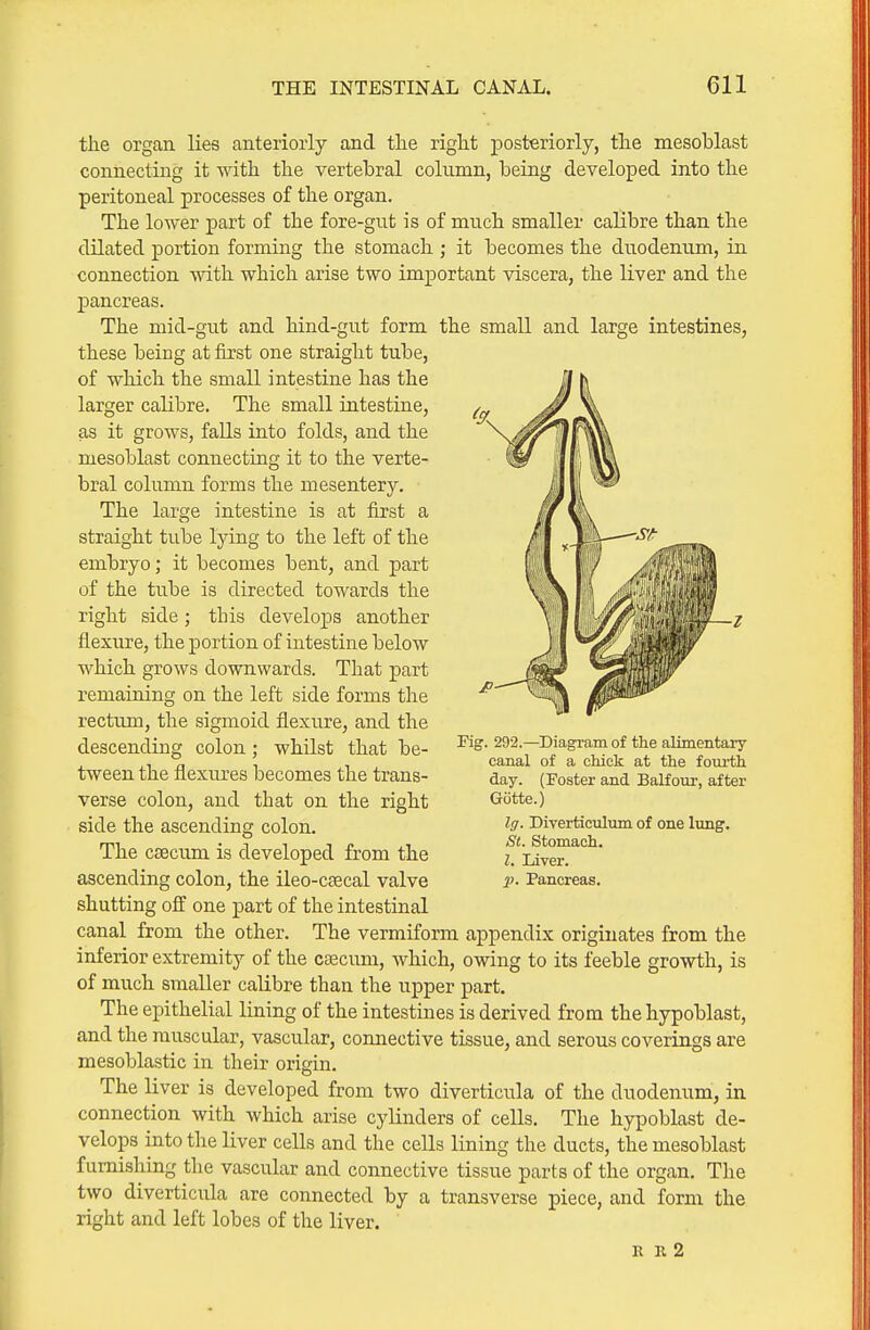 the organ lies anteriorly and tlie right posteriorly, the mesoblast connecting it with the vertebral column, being developed into the peritoneal processes of the organ. The lower part of the fore-gufc is of much smaller calibre than the dilated portion forming the stomach ; it becomes the duodemim, in connection with which arise two important viscera, the liver and the pancreas. The mid-gut and hind-gut form the small and large intestines, these being at first one straight tube, of which the small intestine has the larger calibre. The small intestine, as it grows, falls into folds, and the mesoblast connecting it to the verte- bral column forms the mesentery. The large intestine is at first a straight tube lying to the left of the embryo; it becomes bent, and part of the tube is directed towards the right side; this develops another flexure, the portion of intestine below which grows downwards. That part remaining on the left side forms the rectum, the sigmoid flexure, and the descending colon; whilst that be- tween the flexures becomes the trans- verse colon, and that on the right side the ascending colon. The caecum is developed from the ascending colon, the ileo-cascal valve shutting off one part of the intestinal canal from the other. The vermiform appendix originates from the inferior extremity of the caecum, which, owing to its feeble growth, is of much smaller calibre than the upper part. The epithelial lining of the intestines is derived from the hypoblast, and the muscular, vascular, connective tissue, and serous coverings are mesoblastic in their origin. The liver is developed from two diverticula of the duodenum, in connection with which arise cylinders of cells. The hypoblast de- velops into the liver cells and the cells lining the ducts, the mesoblast furnishing the vascular and connective tissue parts of the organ. The two diverticula are connected by a transverse piece, and form the right and left lobes of the liver. E B. 2 Kg. 292.—^DiagTam of the alimentary canal of a chick at the fourth day. (Foster and Balfour, after Gtitte.) Ig. Diyerticuluni of one lung. St. Stomach. I. Liver. p. Pancreas.