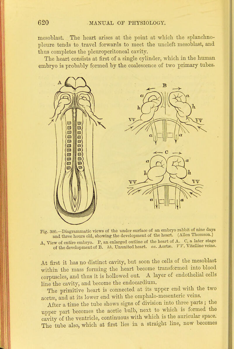 mesoblast. The heart arises at the point at which the splanchno- pleure tends to travel forwards to meet the uncleft mesoblast, and thus completes the pleuroperitoneal cavity. The heart consists at first of a single cylinder, which in the human embryo is probably formed by the coalescence of two primary tubes- Fig. 300.—Diagi-ammatic views of the under surface of an embiyo rabbit of nine days and three houi-s old, showing .the development of the heart. (Allen Thomson.) A View of entire embryo. P, an enlarged outline of the heart of A. C, a later stage of the development of B. Ununited heart, ao. Aortee. FF. Vitelline vems. At first it has no distinct cavity, but soon the cells of the mesoblast within the mass forming the heart become transformed into blood corpuscles, and thus it is hoUowed out. A layer of endothelial ceUs line the cavity, and become the endocardium. The primitive heart is connected at its upper end with the two aortfE, and at its lower end with the omphalo-mesenteric veins. After a time the tube shows signs of division into three parts ; the upper part becomes the aortic bulb, next to which is formed the cavity of the ventricle, continuous with which is the auricular space. The tube also, which at first lies in a straight line, now becomes