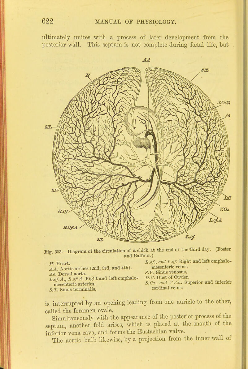 ultimately unites witli a process of later development from th.e posterior wall. This septum is not complete during foetal life, but Fig. 303.—Diagram of the circulation of a cWck at the end of the third day. (Foster and Balfour.) B Heart. •^•''/•> ^^^'^^ omphalo- AA. Aortic arches (2nd, 3rd, and 4th). mesenteric veins. Ao. Dorsal aorta. -S. Y. Sinus venosus. Lot A., li.ofA. Bight and left omphalo- D. G. Duct of Cuvier. mesenteric arteries. S.Ca. and V.Ca. Superior and infenot S. T. Sinus terminaUs. cardinal vems. is interrupted by an opening leading from one auricle to the other, called the foramen ovale. Simultaneously with the appearance of the posterior j)rocess of the septum, another fold arises, which is placed at the mouth of the inferior vena cava, and forms the Eustachian valve. The aortic bulb likewise, by a projection from the inner wall of