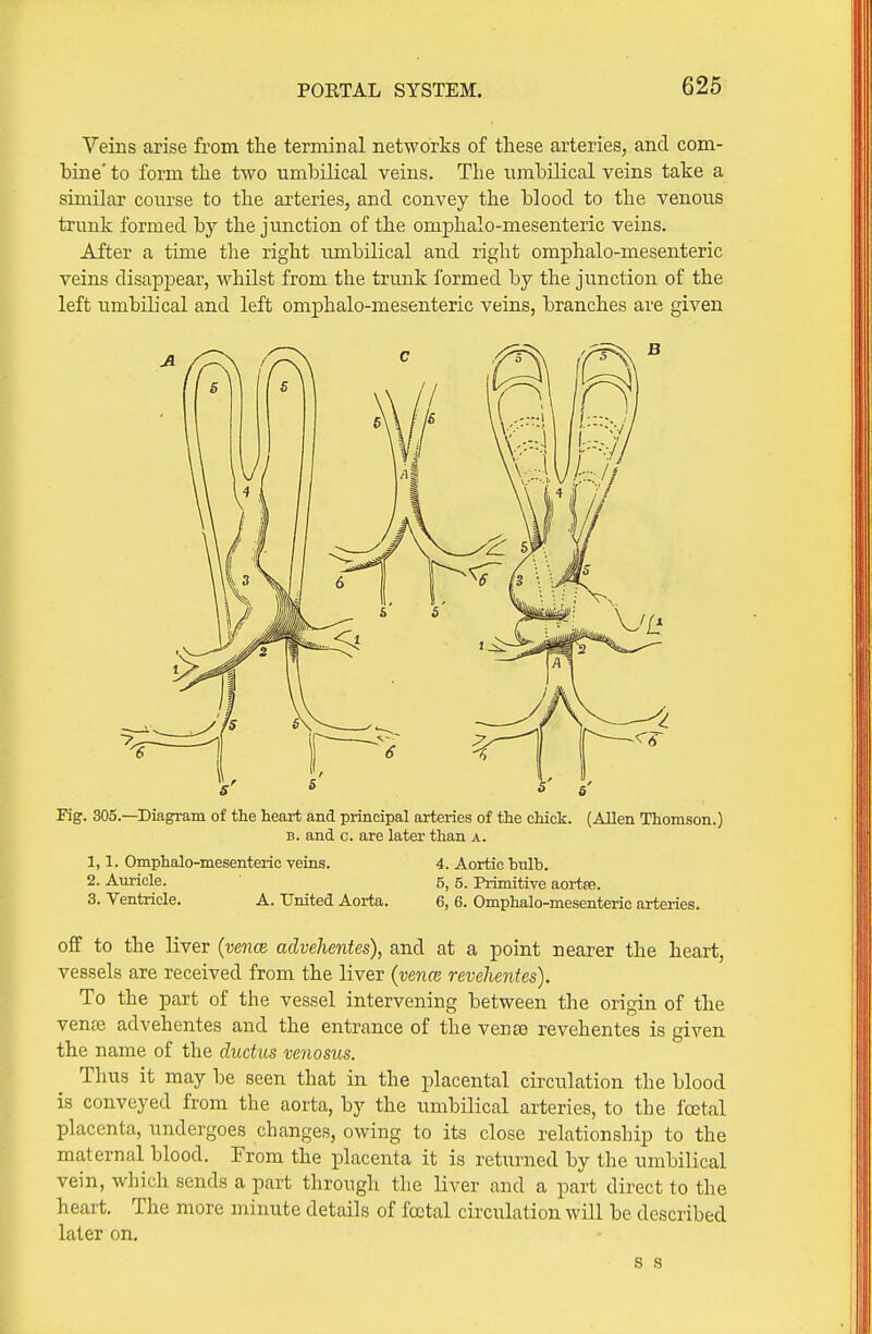 Veins arise from the terminal networks of these arteries, and com- bine' to form the two umbilical veins. The umbilical veins take a similar course to the arteries, and convey the blood to the venous trunk formed by the junction of the oniphalo-mesenteric veins. After a time the right imibilical and right omphalo-mesenteric veins disappear, whilst from the trunk formed by the junction of the left umbilical and left omphalo-mesenteric veins, branches are given Fig. 305.—Diagram of the heart and principal arteries of the chick. (Allen Thomson.) B. and c. are later than a. 1,1. Omphalo-mesenteric veins. 4. Aortic bulb. 2. Auricle. 5, 5. Primitive aortre. 3. Ventricle. A. United Aorta. 6, 6. Omphalo-mesenteric arteries. off to the liver {vence advehentes), and at a point nearer the heart, vessels are received from the liver {vence revelientes). To the part of the vessel intervening between the origin of the venae advehentes and the entrance of the vense revehentes is given the name of the ductus venosus. Thus it may be seen that in the placental circulation the blood is conveyed from the aorta, by the umbilical arteries, to the foetal placenta, undergoes changes, owing to its close relationship to the maternal blood. From the placenta it is returned by the umbilical vein, which sends a part through the liver and a part direct to the heart. The more minute details of fa^tal circulation will be described later on, s s