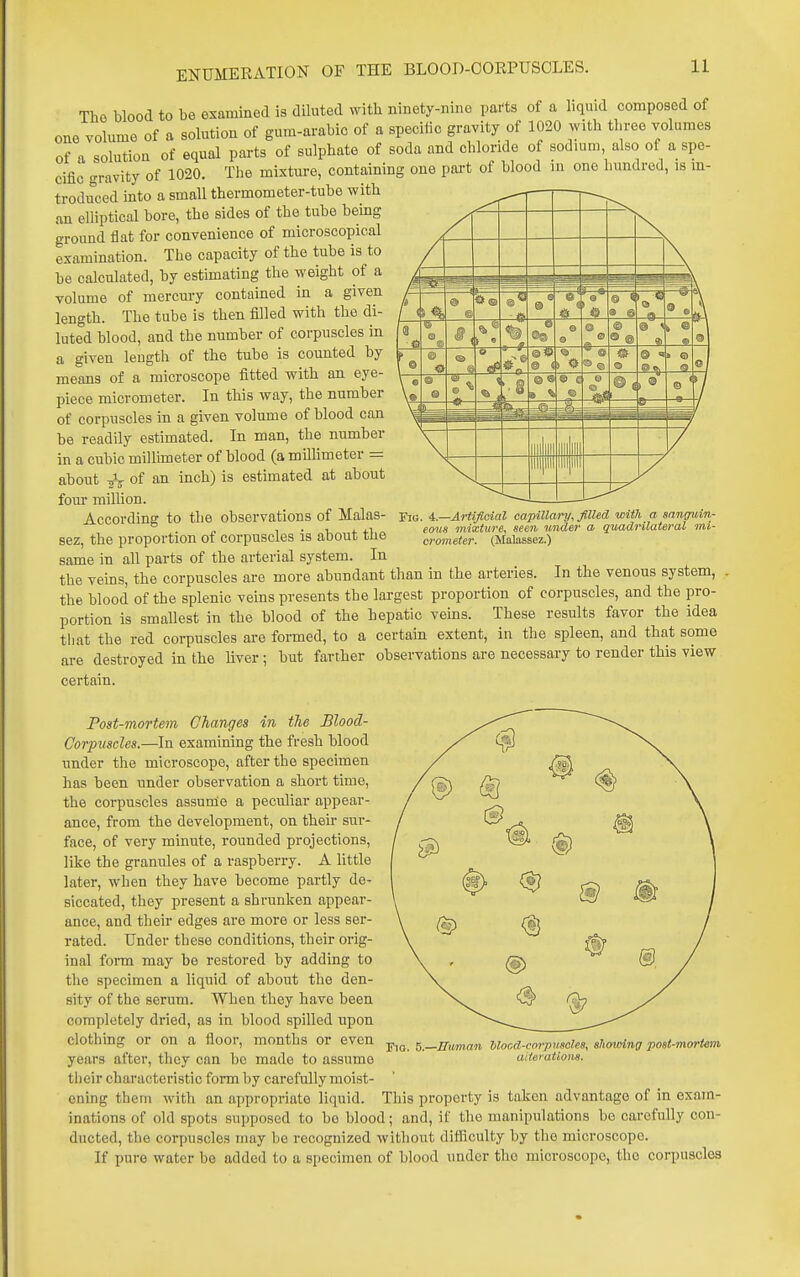 ENUMERATION OF THE BLOOD-OORPUSCLES. The blood to be examined is diluted with ninety-nine parts of a liquid composed of one volume of a solution of gum-arabic of a specific gravity of 1020 with three volumes of a solution of equal parts of sulphate of soda and chloride of sodmm also of a spe- cific gravity of 1020. The mixture, containing one part of blood iu one hundred, is m- trodiK;ed into a small thermometer-tube with an elliptical bore, the sides of the tube being ground flat for convenience of microscopical examination. The capacity of the tube is to be calculated, by estimating the weight of a volume of mercury contained in a given length. The tube is then filled with the di- luted blood, and the number of corpuscles in a given length of the tube is counted by means of a microscope fitted with an eye- piece micrometer. In this way, the number of corpuscles in a given volume of blood can be readily estimated. In man, the number in a CTibio milluneter of blood (a millimeter = about -jV of an inch) is estimated at about fom' million. — Accordinff to the observations of Malas- Fig. i.—Artificial eapUlaiy, filhd wUn a sanawin-  . „ 1 • V i +1 « eous mixture, seen under a quadrilateral mi- sez, the proportion ot corpuscles is about tue crometer. (Malassez.) same in all parts of the arterial system. In the veins, the corpuscles are more abundant than in the arteries. In the venous system, the blood of the splenic veins presents the largest proportion of corpuscles, and the pro- portion is smallest in the blood of the hepatic veins. These results favor the idea tliat the red corpuscles are formed, to a certain extent, in the spleen, and that some are destroyed in the liver ; but farther observations are necessary to render this view certain. Post-mortem Changes in the Blood- Corpuscles.—In examining the fresh blood under the microscope, after the specimen has been under observation a short time, the corpuscles aasunle a peculiar appear- ance, from the development, on their sur- face, of very minute, rounded projections, like the granules of a raspberry. A little later, when they have become partly de- siccated, they present a shrunken appear- ance, and their edges are more or less ser- rated. Under these conditions, their orig- inal form may be restored by adding to the specimen a liquid of about the den- sity of the serum. When they have been completely dried, as in blood spilled upon clothing or on a floor, months or even ^.^numan Viood-corpmcies, showing post-mortem years after, they can be made to assume alterations. tlieir characteristic form by carefully moist- ening thein with an appropriate liquid. This property is taken advantage of in exam- inations of old spots supposed to be blood; and, if the manipulations be carefully con- ducted, the corpuscles may be recognized without difficulty by the microscope. If pure water be added to a specimen of blood under the microscope, the corpuscles