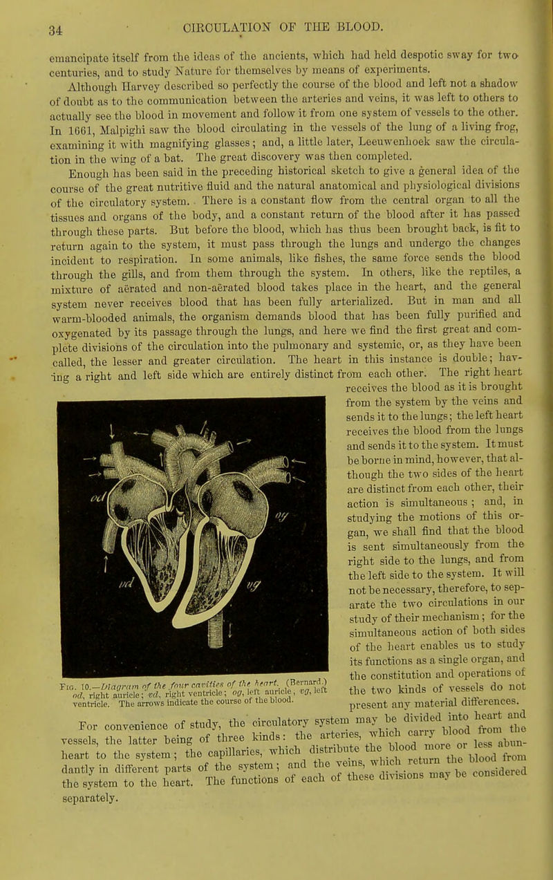 emancipate itself from the ideas of the ancients, which had held despotic sway for twa centuries, and to study Nature for themselves by moans of experiments. Although Harvey described so perfectly the course of the blood and left not a shadow of doubt as to the communication between the arteries and veins, it was left to others to actually see the blood in movement and follow it from one system of vessels to the other. In 1G61, Malpighi saw the blood circulating in tlie vessels of the lung of a living frog, examining it with magnifying glasses; and, a little later, Leeuwenhoek saw the circula- tion in the wing of a bat. The great discovery was then completed. Enough has been said in the preceding historical sketch to give a general idea of the course of the great nutritive fluid and the natural anatomical and physiological divisions of the circulatory system. There is a constant flow from the central organ to all the tissues and organs of the body, and a constant return of the blood after it has passed througli these parts. But before the blood, which has thus been hrought back, is flt to return again to the system, it must pass through the lungs and undergo the changes incident to respiration. In some animals, hke fishes, the same force sends the blood through the gills, and from them through the system. In others, like the reptiles, a mixture of aerated and non-aerated blood takes place in the heart, and the general system never receives blood that has been fully arterialized. But in man and all warm-blooded animals, the organism demands blood that has been fully purified and oxygenated by its passage through the lungs, and here we find the first great and com- plete divisions of the circulation into the pulmonary and systemic, or, as they have been called, the lesser and greater circulation. The heart in this instance is double; hav- ing a right and left side which are entirely distinct from each otheri The right heart receives the blood as it is brought from the system by the veins and sends it to the lungs; the left heart receives the blood from the lungs and sends it to the system. It must be borne in mind, however, that al- though the two sides of the heart are distinct from each other, their action is simultaneous ; and, in studying the motions of this or- gan, we shall find that the blood is sent simultaneously from the right side to the lungs, and from the left side to the system. It will not be necessary, therefore, to sep- arate the two circulations m our study of their mechanism; for the simultaneous action of both sides of the heart enables us to study its functions as a single organ, and the constitution and operations of the two kinds of vessels do not present any material difterences. For convenience of study, the circulatory system may be divided jn^^^^ l^eart and vessels, the latter being of three kinds: the artees, wh.ch '^^•^^ ^l^'J^^^^^^ heart o the system; the capillaries, which distribute .^^^^^JJ^^Vfr^ dantly in diffeLt p^vts of the system; and the vems, ^^l^.^f the system to the heart. The functions of each of these divisions may be considerea separately. Fig. 10.-Dlagra,n of the fovr carUies of Ihf hfort (J- •■^^^J «rf, right auricle; right ventricle; 0(7, lelt ouncle, cff, left veitincle. The arrows indicate the course of the blood.