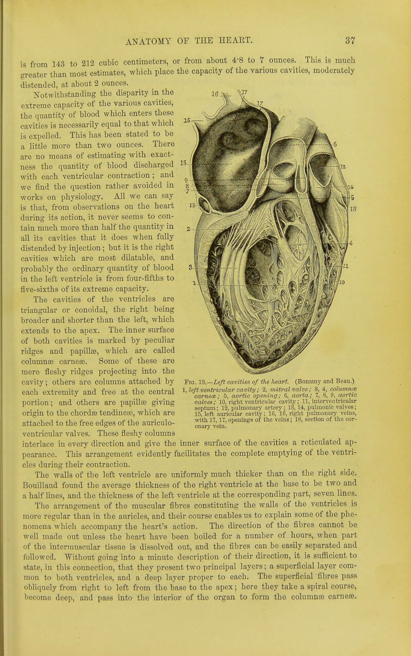 is from 143 to 213 cubic centimeters, or from about 4-8 to 7 ounces. This is muoh greater than most estimates, which place the capacity of the various cavities, moderately distended, at about 2 ounces. Notwithstanding the disparity in the extreme capacity of the various cavities, the quantity of blood which enters these cavities is necessarily equal to that which is expelled. This has been stated to be a little more than two ounces. There are no means of estimating with exact- ness the quantity of blood discharged with each ventricular contraction ; and we find the question rather avoided in works on physiology. ALL we can say is that, from observations on the heart during its action, it never seems to con- tain much more than half the quantity in all its cavities that it does when fully distended by injection; but it is the right cavities which are most dilatable, and probably the ordinary quantity of blood in the left ventricle is from four-fifths to five-sixths of its extreme capacity. The cavities of the ventricles are triangular or conoidal, the right being broader and shorter than the left, which extends to the apex. The inner surface of both cavities is marked by peculiar ridges and papillce, which are called columna carnese. Some of these are mere fleshy ridges projecting into the cavity; others are columns attached by each extremity and free at the central portion; and others are papillfB giving origin to the chordse tendinese, which are attached to the free edges of the auriculo- ventricular valves. These fleshy columns interlace in every direction and give the inner surface of the cavities a reticulated ap- pearance. This arrangement evidently facilitates the complete emptying of the ventri- cles during their contraction. The walls of the left ventricle are imiformly much thicker than on the right side. Bonillaud found the average thickness of the right ventricle at the base to he two and a half Unes, and the thickness of the left ventricle at the corresponding part, seven lines. The arrangement of the muscular fibres constituting the walls of the ventricles is more regular than in the auricles, and their course enables us to explain some of the phe- nomena which accompany the heart's action. The direction of the fibres cannot be well made out unless the heart have been boiled for a number of hours, when part of the intermuscular tissue is dissolved out, and the fibres can be easily separated and followed. Without going into a minute description of their direction, it is suflicient to state, in this connection, that they present two principal layers; a superficial layer com- mon to both ventricles, and a deep layer proper to each. The superficial fibres pass obliquely from right to left from the base to the apex; here they take a spiral course, become deep, and pass into the interior of the organ to form the columua3 carneo3. Fig. I&.—Left cavities of the heart. (Bonamy and Beau.) \,left vmtricular cauity; 2, mitral valve; 8, 4, columnm carnece; 5, aortic opening; G, aorta; 7, 8, i), aortic Halves; 10, right ventrioulai' cavity; 11, intervontricular septum; 12, pulmonary artery; 13, li, pulmonic valves; 15, left auricular cavity; 16, 16, right pulmonary veins, with 17,17, openinga of the veins; 18, section of the cor- onary vein.