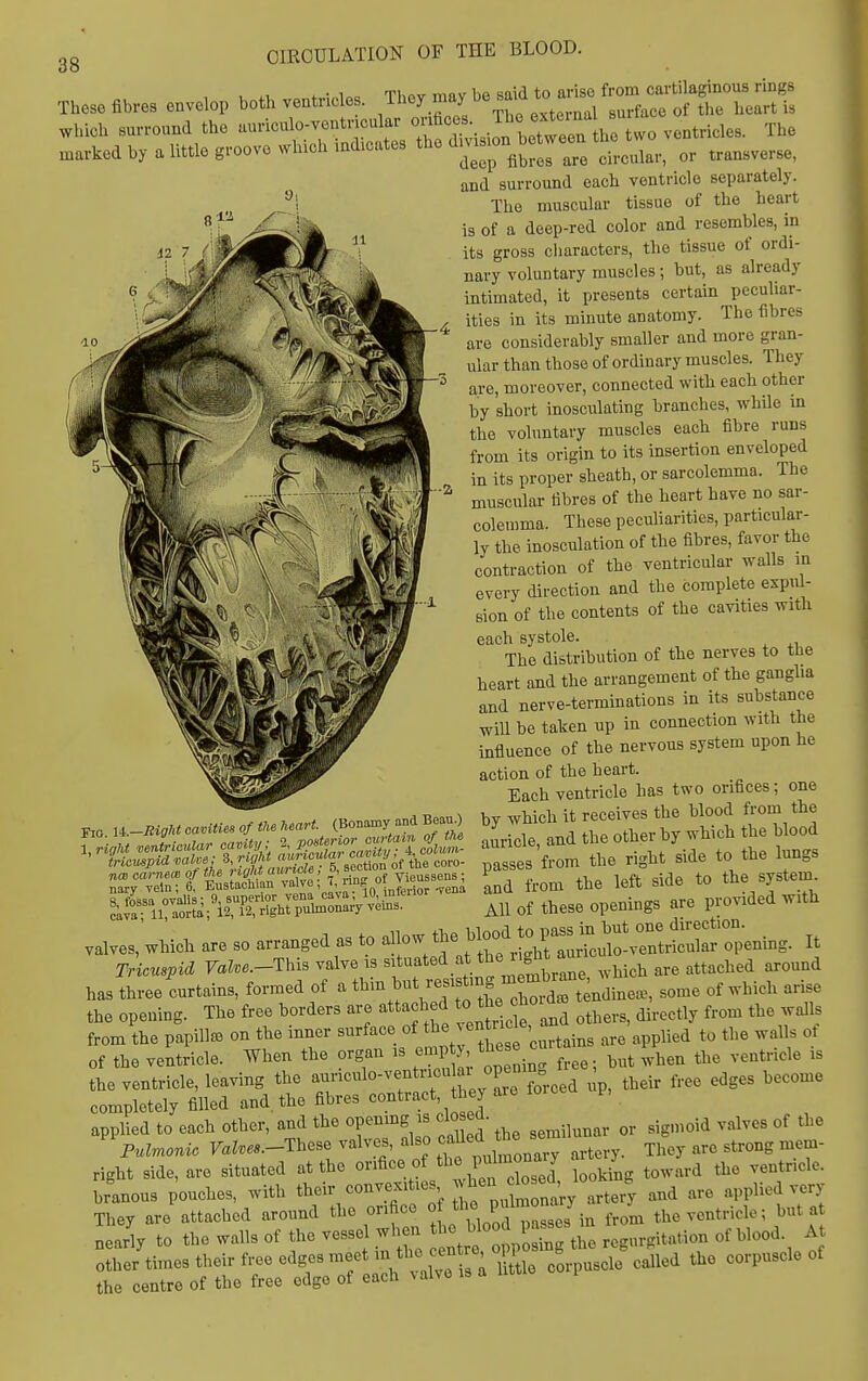 38 These envelop both ventrleles. ;^^r.'^'^^^^'Z::^:^^^^^^^^^ „.arked by a little ,-oove which mdlcte, the ^^Z. or „a„,erse. and surround each ventricle separately. The muscular tissue of the heart is of a deep-red color and resembles, in its gross cliaracters, the tissue of ordi- nary voluntary muscles; but, as already intimated, it presents certain peculiar- ities in its minute anatomy. The fibres are considerably smaller and more gran- ular than those of ordinary muscles. They are, moreover, connected with each other by short inosculating branches, whUe m the voluntary muscles each fibre runs from its origin to its insertion enveloped in its proper sheath, or sarcolemma. The muscular fibres of the heart have no sar- colemma. These peculiarities, particular- ly the inosculation of the fibres, favor the contraction of the ventricular walls in every direction and the complete expul- sion of the contents of the cavities with each systole. The distribution of the nerves to the heart and the arrangement of the ganglia and nerve-terminations in its substance will be taken up in connection with the influence of the nervous system upon he action of the heart. Each ventricle has two orifices; one by which it receives the blood from the auricle, and the other by which the blood passes from the right side to the lungs and from the left side to the system cava; .1, a„.., - AH of these Openings are provided with valves, which are so arranged as to ^1;°-*f .^^^f ^^^^^^^ It Tricuspid rahe.-This valve is f f .^J *^'^Srane, which are attached around has three curtains, formed of a t^m but re istmg xn^^^^^^^ ^ ^^^^ ^,^,1, ,Hse the opening. The free borders are attached t the hoi ^.^^^^^^ ^^^^ ^^^^ from the papilla on the inner surface of ^^'^J-;^^';; ^^^^ ,re applied to the walls ot of tho ventricle. When the organ is ^^P^;*; but when the ventricle is the ventricle, leaving the ^^V'^'''?T bev a^^^^^^^^^^ P' ^^^^ completely filled and. the fibres contract they applied to each other, and the openmg is closeU- id calves of the ''pulmonic Val.es.-Tl..se valves also ^^^^J^l^^^' ^^,^,3, They are strong mem- right side, are situated at the orifice of t^e puimo y ^^^^^^ br'anous pouches, with tl-iv convexities when l^ e^^^^^ applied very They are attached around the orifice °f ° ^ from the ventricle; but at nearly to the walls of the vessel when ^J^ J^^^ J ^ ^^^^^^^ regurgitation of blood. A r:rXr«:^^- cLpusde Cled the corpuscle of Fio. U.-ItigM cavities of the heart. (Bonamy and Beau.) nary vein; 6, Eustachian ^»>^^^J'°'5o inferior -vena R fo89a ovalis; 9, superior vena cava, lu, inienui ckvaT iraoHa; 12, 12, right puhnonary vems.