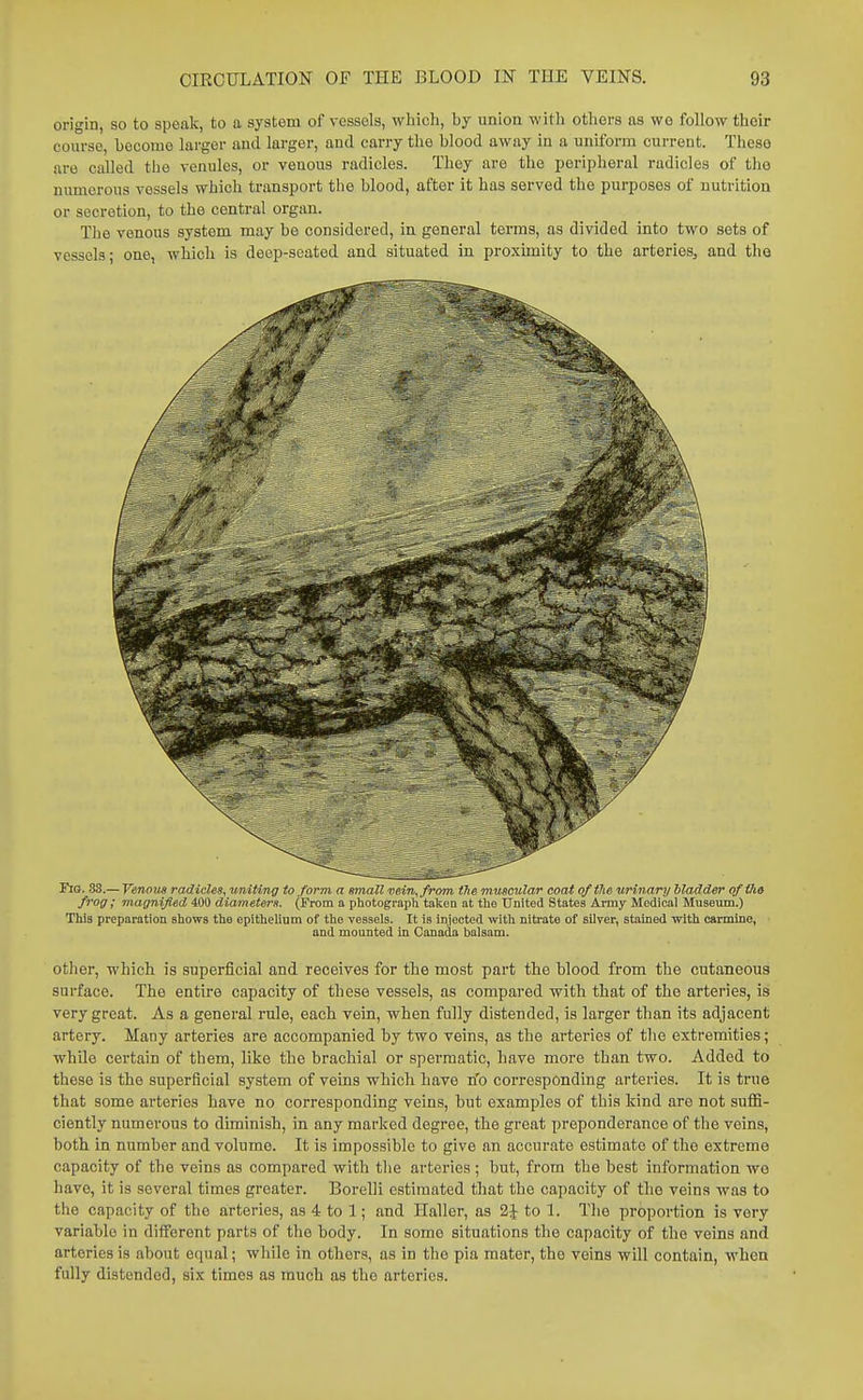 origin, so to speak, to a system of vessels, which, by union with others as wo follow their course, become larger and larger, and carry the blood away in a uniform current. These are called the venules, or venous radicles. They are the peripheral radicles of tho numerous vessels which transport the blood, after it has served the purposes of nutrition or secretion, to the central organ. The venous system may be considered, in general terms, as divided into two sets of vessels; one, which is deep-seated and situated in proximity to the arteries, and the Fig. 88.— Venotia radicles, rmiting to form a small Dein, from the muscular coat of ffie urinary bladder offfie frog; magnified 400 diameters. (From a photograph taken at the United States Army Medical Museum.) This preparation shows the epithelium of the vessels. It is injected with nitrate of silver, stained with carmine, and mounted in Canada balsam. other, which is superficial and receives for the most part the blood from the cutaneous surface. The entire capacity of these vessels, as compared with that of the arteries, is very great. As a general rule, each vein, when fully distended, is larger than its adjacent artery. Many arteries are accompanied by two veins, as the arteries of the extremities; while certain of them, like the brachial or spermatic, have more than two. Added to these is the siiperficial system of veins which have n'o corresponding arteries. It is true that some arteries have no corresponding veins, but examples of this kind are not suffi- ciently numerous to diminish, in any marked degree, the great preponderance of the veins, both in number and volume. It is impossible to give an accurate estimate of the extreme capacity of the veins as compared with the arteries ; but, from the best information we have, it is several times greater. Borelli estimated that the capacity of the vein.s was to the capacity of the arteries, as 4 to 1; and Haller, as 2J to 1. The proportion is very variable in different parts of the body. In some situations the capacity of the veins and arteries is about e<iual; while in others, as in the pia mater, the veins will contain, when fully distended, six times as much as the arteries.