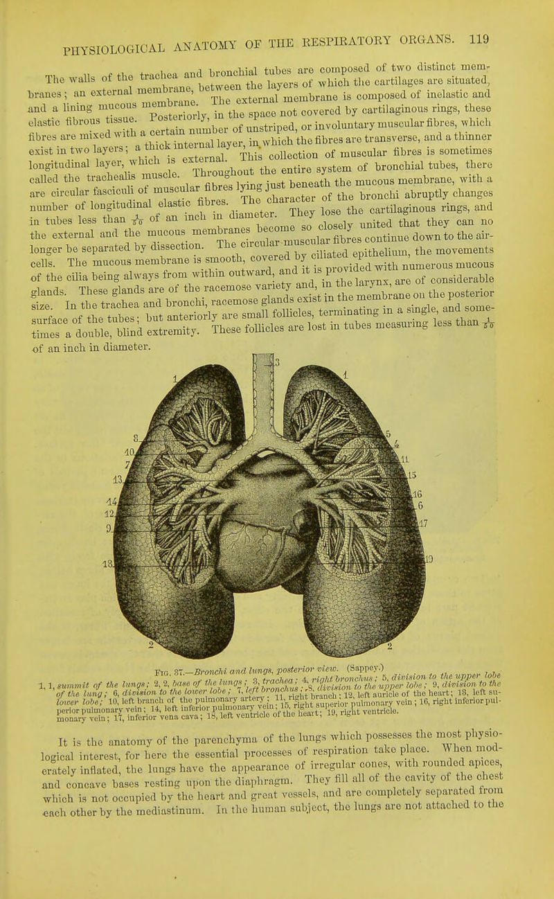 1 1 ..^.inininl tnhos aro composed of two distinct ineni' The walls of the *-«^-;;teteen tt^;;,; whil the cartilages are situated, Lranes; an external membrane, ^'''^''l;^^^^^^ i, composed of inelastic and and a lining nmco.. mem ran. ^ -xt;-l - ^J^^^^^^ elastic fibrous tissue. 1 ostenoU), m i J involuntary muscular fibres, which fibresare mixed withace— existm twolayers; a hick« ^^^^^.^^ of muscular fibres is sometimes longitudinal layer which s e^*^^^^^^^^ .^^ of bronchial tubes, there called the tracheahs muscle. Ihioughout ^^^^^^ J membrane, with a are circular fascicuU of -scular fibres l^ng tbe--^^^ ^^^^^^^^ ^^^^^^ number of longitudmal elastic f ^j''''^',' i^^, the cartUaginous rings, and in tubes less than ,V of an mch in '^-- ^^^^on.f so closely that they can no the external and the mucous membranes become '''J'^''^^^^ longer be separated by dissection, circito^niuscu a^^^^^^^ ^^^^^^^^^ cells. The mucous membrane is smooth «°7^^]'[^'^^^;^f^^f,a with numerous mucous of the cilia being always from withm outward, ^^'l^*/ ^^^.^^^ of considerable glands. These glands are of the racemose ^^^^i;^^;^^^^^^^^ on the posterior of an inch in diameter. ■Fig. ri.-Bronchi and hmgs, posterior ^iew. (Sappey.) 7„i. It is the anatomy of the parenchyma of the lungs which possesses the most physio- logical interest, for here the essential processes of respiration talce pkce. When mod- erately inflated, the lungs have the appearance of irregu ar cones with rounded apice and concave bases resting upon the diaphragm. They hll all of the cavity of the che which is not occupied by the heart and great vessels, and are completely separated from each other by the mediastinum. In the human subject, the lungs aro not attached to the