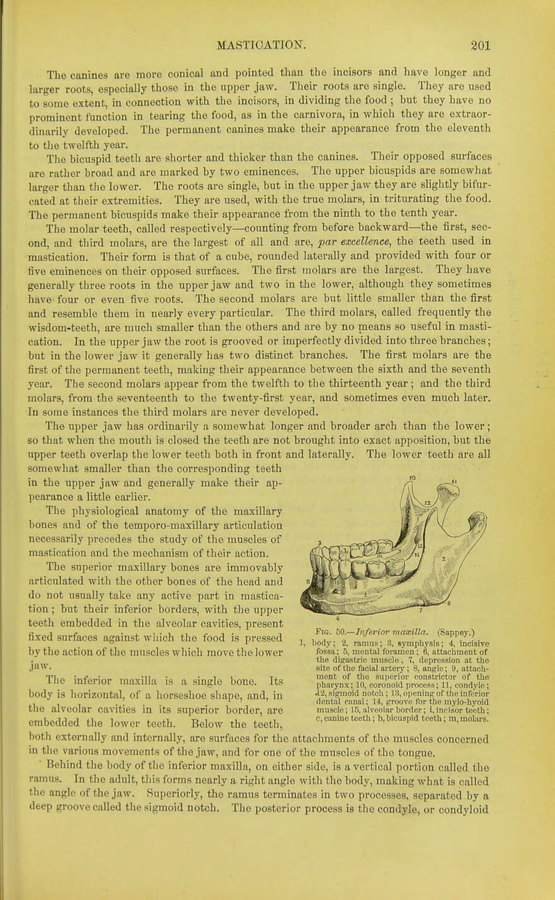 The canines are more conical and pointed than the incisors and have longer and larger roots, especially those in the upper jaw. Their roots are single. They are used to some extent, in connection with the incisors, in dividing the food; but they have no prominent function in tearing the food, as in the carnivora, in which they are extraor- dinarily developed. The permanent canines make their appearance from the eleventh to the twelfth year. The bicuspid teeth are shorter and thicker than the canines. Their opposed surfaces are rather broad and are marked by two eminences. The upper bicuspids are somewhat larger than the lower. The roots are single, but in the upper jaw they are slightly bifur- cated at their extremities. They are used, with the true molars, in triturating the food. The permanent bicuspids make their appearance from the ninth to the tenth year. The molar teeth, called respectively—counting from before backward—the first, sec- ond, and tliird molars, are the largest of all and are, par excellence, the teeth used in mastication. Their form is that of a cube, rounded laterally and provided with four or five eminences on their opposed surfaces. The first molars are the largest. They have generally three roots in the upper jaw and two in the lower, although they sometimes have- four or even five roots. The second molars are but little smaller than the first and resemble them in neai-ly every particular. The third molars, called frequently the wisdom-teeth, are much smaller than the others and are by no means so useful in masti- cation. In the upper jaw the root is grooved or imperfectly divided into three branches; but in the lower jaw it generally has two distinct branches. The first molars are the first of the permanent teeth, making their appearance between the sixth and the seventh year. The second molars appear from the twelfth to the thirteenth year ; and the third molars, from the seventeenth to the twenty-first year, and sometimes even much later. In some instances the third molars are never developed. The upper jaw has ordinarily a somewhat longer and broader arch than the lower; so that when the mouth is closed the teeth are not brought into exact apposition, but the upper teeth overlap the lower teeth both in front and laterally. The lower teeth are aU somewhat smaller than the corresponding teeth in the upper jaw and generally make their ap- pearance a little earlier. The physiological anatomy of the maxillary bones and of the temporo-maxillary articulation necessarily precedes the study of the muscles of mastication and the mechanism of their action. The superior maxillary bones are immovably articulated with the other bones of the head and do not usually take any active part in mastica- tion ; but their inferior borders, with the upper teeth embedded in the alveolar cavities, present fixed surfaces against which the food is pressed by the action of the muscles which move tlie lower jaw. The inferior maxilla is a single bone. Its body is horizontal, of a horseshoe sliape, and, in the alveolar cavities in its superior border, are embedded the lower teeth. Below the teeth, both externally and internally, are surfaces for the attachments of the muscles concerned in the various movements of the jaw, and for one of the muscles of the tongue. ■ Behind the body of the inferior maxiUa, on either side, is a vertical portion called the ramus. In the adult, this forms nearly a right angle with the body, making what is called the angle of the jaw. Superiorly, the ramus terminates in two processes, separated by a deep groove called the sigmoid notch. The posterior process is the condyle, or condyloid Fig. 50.—Inferior maxilla. (Sappey.) 3, body; 2, ramus; 3, sympliysis; 4, incisive fossa; 5, mental foramen; 6, attachment of the digastric musolo, 7, depression at the site of the facial artery; 8, angle; 0, attach- ment of the suiierior constrictor of the pharynx; 10, coronoid process; 11, condyle; Ai^ sigmoid notch; 13, opening of the inferior dental canal; 14, groove for the mylo-hyoid muscle; 15, alveolar border; i, incisor teeth; c, canine teeth; b, bicuspid teeth; m, moliu-s.