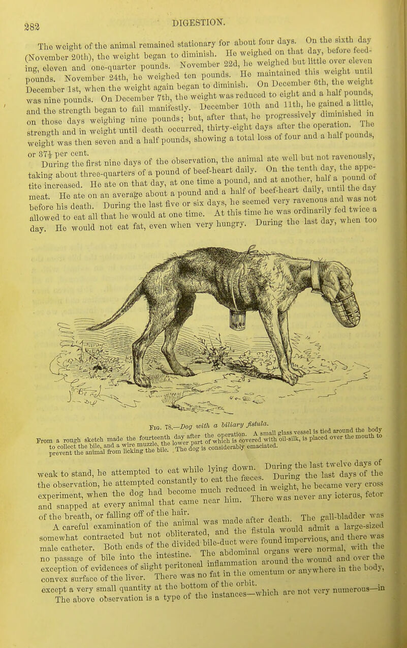 The weight of the animal remained stationary for about four days. On the sixth day C^ovemherloU,, the weight hegan tod-m.im.. He ^..hec^^o^^^^^^ rdber l^when the ;eight agtin began to diminish December 0th ti. w^^^^^^^^^ was nine pounds. On December 7th, the weight was reduced to eight and a balf pounds, and the st- e^gth began to fail manifestly. December 10th and 11th, l.e gamed a h tie, on ttse days weighing nine pounds; but, after that, he progressively diminished in rrentth anS in weight xmtil delth occurred, thirty-eight days after the operation. The :fetgh1 was til seven and a half pounds, showing a total loss of four and a half pounds, D^r. the first nine days of the observation, the animal ate well but not ravenously, taki^ bout Ihte-,uarters'of a pound of beef-heart daily. On tbe tenth day the appe- befl his death During the last five or six days, he seemed very ravenous and was no iTed to eat all that hf would at one time. At this time he -^^-^^^^ day. He would not eat fat, even when very hungry. Dunng the last day, when too Fig 18—Dog with a biliary fistula. '^-^f^'^^T^oLl^n^^^^: '°^^rJ'is1o..de..aN. emaciated. .ea. to Stand, he attempted to while lym^^^^^^^^^^^ the observation, he attempted constantly to en^ he fsBces^ i, ^^^^^^ ^^^^ ^^^^^ experiment, when the dog had become much ^^duced m w g ^ and snapped at every animal that came near him. There was of the breath, or faUing oif of the hain gall-bladder w.as A careful examination of fl^^'^^^J'l^^ t,, fistula would admit a large-sized somewhat contracted but not ' f^^^j j^^pe male catheter ^oth ends of th^^^^^^^^^^^ Hh the no passage of bile mto the intestine. J-^/  „,.„„nfl the wound and over the exception of evidences of shght peritonod f^™™;^ .^'^I.^Jhere in the body, convex surface of the liver. There was no fat n the omentum J except a very small quantity at the bottom of^^ '^'^^ numerous-in The above observation is a type of the instances