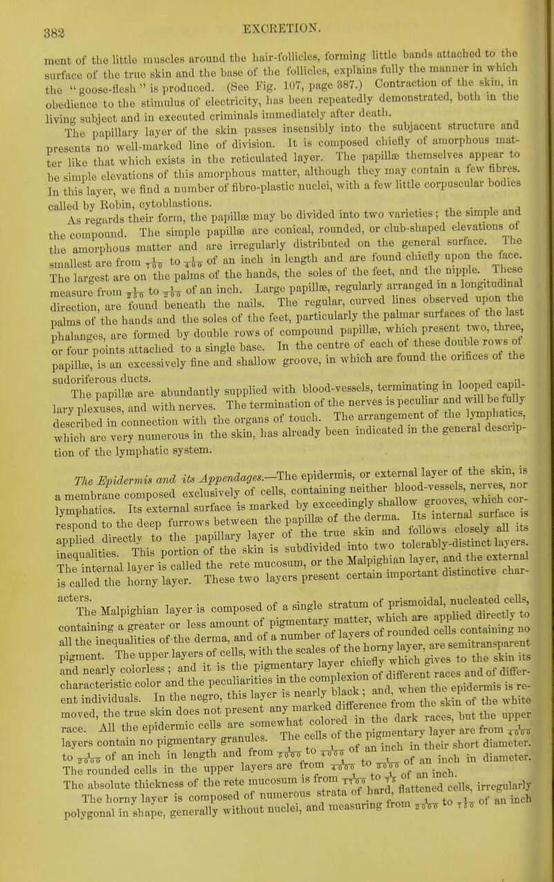 38!i ment of the little muscles around the Imir-follieles, forming little bands attached to the surface of the true skin and tlie base of the follicles, explains fully the manner m which the goose-flesh is produced. (See Fig. 107, page 887.) Contraction ot the sk.u,m obedience to the stimulus of electricity, lias been repeatedly demonstrated, both m the living subject and in executed criminals immediately after death. The papillary layer of the skin passes insensibly into the subjacent structure and presents no well-marked line of division. It is composed chiefly of amorphous mat- ter like that which exists in tbe reticulated layer. The papillffi themselves appear to be simple elevations of this amorpbous matter, although they may contam a tew fibres. In this layer, we find a number of fibro-plastic nuclei, witb a few little corpuscular bodies called by Robin, cytoblastions. _ ^, ■ ^ i As regards their form, the papillffl may be divided into two varieties; the simple and the compound. The simple papillsB are conical, rounded, or club-shaped elevations ot the amorphous matter and are irregularly distributed on the general surface. Ihe smallest are from ^hs to M of an inch in length and are found chiefly «P°^^^^^ The largest are on the palms of the hands, the soles of the feet, and the nipple. These measure from to ^ of an inch. Large papillae regularly arranged m - o.^^-^^nal direction, are fo^nd beneath the nails. The regular, curved hues observed upon the palms of the hands and the soles of the feet, particularly he pahnar surfaces of the ast phalanges, are formed by double rows of compound papillffi, which present two, three 01 foui-points attached to a single base. In the centre of each of these double rows of papilte, is an excessively fine and shallow groove, in which are found the orifices of the 'TtTapin'are abundantly supplied with blood-vessels, ^^^^f^ .l^,^?;;??- lary plexuses, and with nerves. The termination of the nerves is pecuhar and -^^e Mly described in Connection with the organs of touch. The arrangement of the lymphatics, wlSh are very numerous in the skin, has abeady been indicated in the general descrip- tion of the lymphatic system. The Upidermis and its Appendages.-The epidermis, '^^^'^X^ll^Zl 'neJ^nor a membrane composed exclusively of ceUs, containing neither blood-vessels, nenes, nor yrpSr Its Lternal surface is marked by exceedingly -/-^^^^^^^^^^ respond to the deep furrows between the papillae of the derma Its internal surface s ^'^TheMalpighian layer is composed of a single «^-tum of prismoidal^ ni^^^^^^^^^^^^ containing a greater or less P^^te7ofCi^^l-mded T^^^^o^^llo :h^-s:t;r;nS^^^^ ent individuals. In the negro, this layer is ,^ ^^^^^^^^^^^ the white moved, the true skin does not present any marked d ff rence ^ °^ ^h^^™ .ace. All the epidermic cells are -f^^^^^^^ fita^^^ are from layers contain no pigmentary granules. The ^^f^f^^^ diameter, to ^ of an inch in length and from tt^ ^ ™ i„ diameter. The rounded cells in the upper layers are from ^ of an inch The absolute thickness of the rete mucosum is f™;^^;;,.^flattened cells, irregularly The horny layer is composed of numerous strata of toU; of an inch polygonal in shape, generally without nuclei, and measuring from