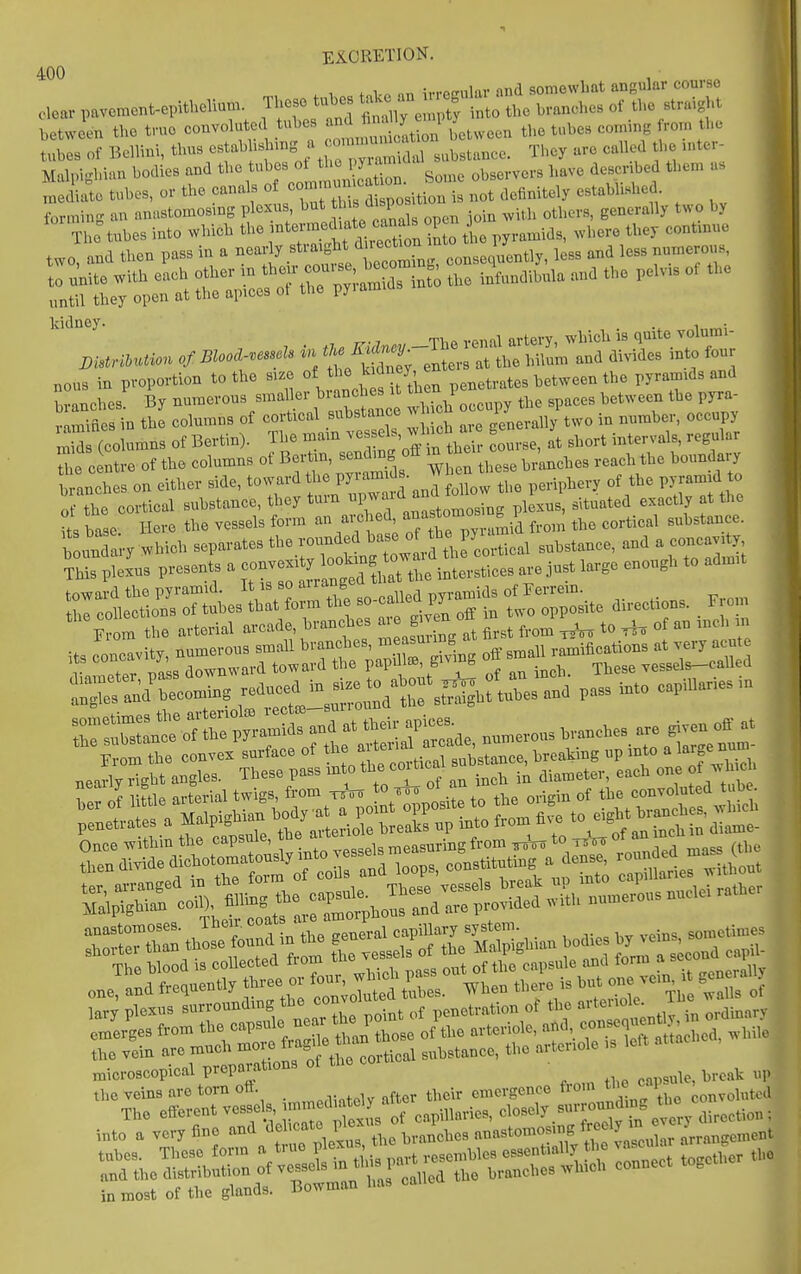 400 .1 , \.nnr^ ivrefTular and somewliat angular course clear pavemont-epithollun. T^^^^^^^^^^^^^^ 1X::X^o the branches of the straigl.t between the true convoluted tubes ^^Lmitlon between the tubes eommg fro n the tubes of Bellini, thus eBjab -hmg a —^^^^ ,,,, , ^ ,nter- Malpighian bodies and the t^^es ot h^^^^^^^^ ^^^^ ,,,,, desenbe then, as ,nediate tubes, or the eanals ^^^^/^^^ uion is not definitely established fornung an anastomosing plexus, but tj^is msp ^^^^ ^^j^^^. ^^^^^^^ly ^wo by '^Th: tubes into which the -t-™;^;^*^.;^^^^^^^^ pyi-amids, where they continue two, and then pass in a nearly .^^^-^^g^* consequently, less and less numerous, to u'nite with each other ^^^';';.^:^Zlnto the infundibula and the pelvis of the until they open at the apices ot the py.ami Bistrihution of Bloocl-.esscls in ^'j^^fj;;^^^^^ ^^^^ nous in proportion to the size of the kidney, e ^^^^^^^ pyra„,,ds and J riches' By numerous smaller branches : P- ^^..^s between the pyra vamines in the columns of cortical Bubstance w i ^^^^ ^^^^^^.^ ^ecupy Ss (columns of Bertin). The mam --^^J' X, at short intervals, regular the centre of the columns of Bei^n sendmg off m th ^^^^^^ ^^^^^^^^ branches on either side, toward the P^'™  J. ^1^,^ the periphery of the pyramid to o the cortical substance, they turn P-f ^tmorng plexus situated exactly at the t base Here the vessels form an aixhed ^n^^^^J^^^^^^^ the cortical substance, bmmda'ry which separates the rounded ^^^^'If^.^f^^cal substance, and a concavity ?rpL^us presents a large enough to admit 4^^-rrite direcaon. . ^rom ''From the arterial arcade branches - - ^^om ^ to o an inch m tg^r biting -^^1-:^^^^^^^^^^^ p^^^ - — r —^Trpy'^^^^^^^ and at their apic.^ ^,.^^^,,3 ^.en off^^t Once within the ^^PS^f^'^'J'^essels measuring from Wtt^ to of a^^^^^^ ^tl,,, then divide dichotomatonsly into v Bse^ constituting a dense, l^^l^.^'^l^.l,, lar, point of penetration ot the ^jinary microscopical preparations of the ^^^^ ^^^^^ ^^^^ '\reS:rS;Ki;™o«^^^^^^^^ into a «r, fln« ,e b Johcs n-''™'^ ' i r inmost of the glands. Bowman has caue