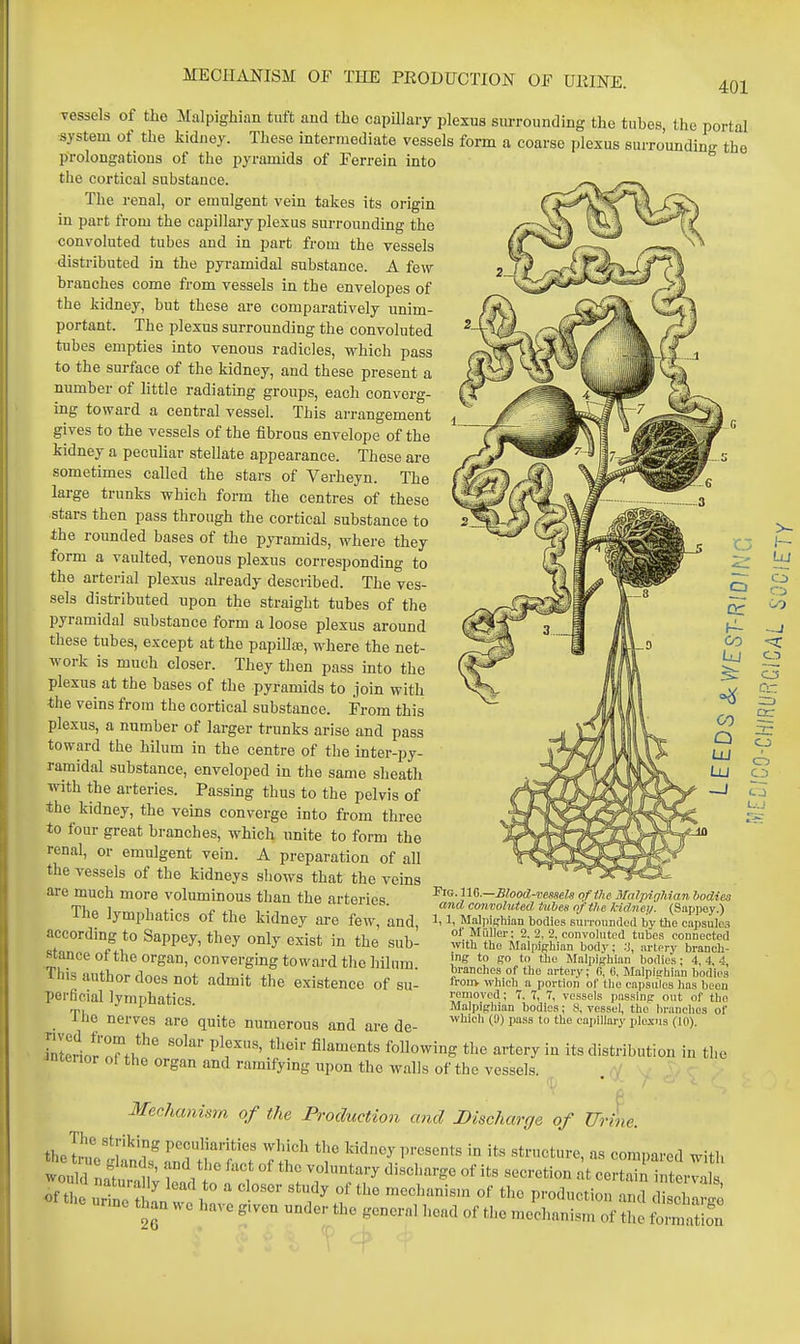 401 vessels of the Malpighian tuft and the capillary plexus surrounding the tubes, the portal system of the kidney. These intermediate vessels form a coarse plexus surrounding the prolongations of the pyramids of Ferrein into the cortical substance. The renal, or eraulgent vein takes its origin in part from the capillary plexus surrounding the convoluted tubes and in part from the vessels distributed in the pyramidal substance. A few branches come from vessels in the envelopes of the kidney, but these are comparatively unim- portant. The plexus surrounding the convoluted tubes empties into venous radicles, which pass to the surface of the kidney, and these present a number of little radiating groups, each converg- ing toward a central vessel. This arrangement gives to the vessels of the fibrous envelope of the kidney a peculiar stellate appearance. These are sometimes called the stars of Verheyn. The large trunks which form the centres of these stars then pass through the cortical substance to the rounded bases of the pyramids, where they form a vaulted, venous plexus corresponding to the arterial plexus already described. The ves- sels distributed upon the straight tubes of the pyramidal substance form a loose plexus around these tubes, except at the papillce, where the net- work is much closer. They then pass into the plexus at the bases of the pyramids to join with the veins from the cortical substance. From this plexus, a number of larger trunks arise and pass toward the hilum in the centre of the inter-py- ramidal substance, enveloped in the same sheath with the arteries. Passing thus to the pelvis of the kidney, the veins converge into from three to four great branches, which unite to form the renal, or emulgent vein. A preparation of all the vessels of the kidneys shows that the veins are much more voluminous than the nrfpi-iAo '^'^■]^^—Blood-mmeUofthe3InJpig7iianboaim TbR Wmr) P *i ''^es. and convoluua. tubes of the Indne.y. (Sappey.) -ine Jymphatics of the kidney ai-e few, and, i, Maii.i.-wan bodies sun-ouii.icd by the capsuioa according to Sappey, they only exist in the sub- i.?!^Vi''i.^;-^.'-?'.'^''7»lt'''i..'bes connected )vith the Mal[)iffhian body; :i, artery branch- ing to go to tlie Malpighian bodies ; 4, 4, 4, branches of the artery; fi, (i, Malpighian bodies fronv which a portion ol' tlie caiisu'les has beou removed; 7. 7, 7, vessels passing out of the Malpighian bodies; 8, vessel, the liranchos of wliicli (!)) pass to the capillary plexus (10). Stance of the organ, converging toward the hilum. fhis author does not admit the existence of su- perficial lymphatics. The nerves are quite numerous and are de- - . . SeriorTf>*' P^' M\o^\^^ the artery in its distribution in the Jntenor of the organ and ramifying upon the walls of the vessels. N Mechanism of the Production and Discharge of Urine. the ta,?!f ^7 peculiarities which the kidney presents in its structure, as compared with of the urTno ; L 1^ ' mechanism of the production and discharge unne than we have given under the general head of the mechanism of the omSfn