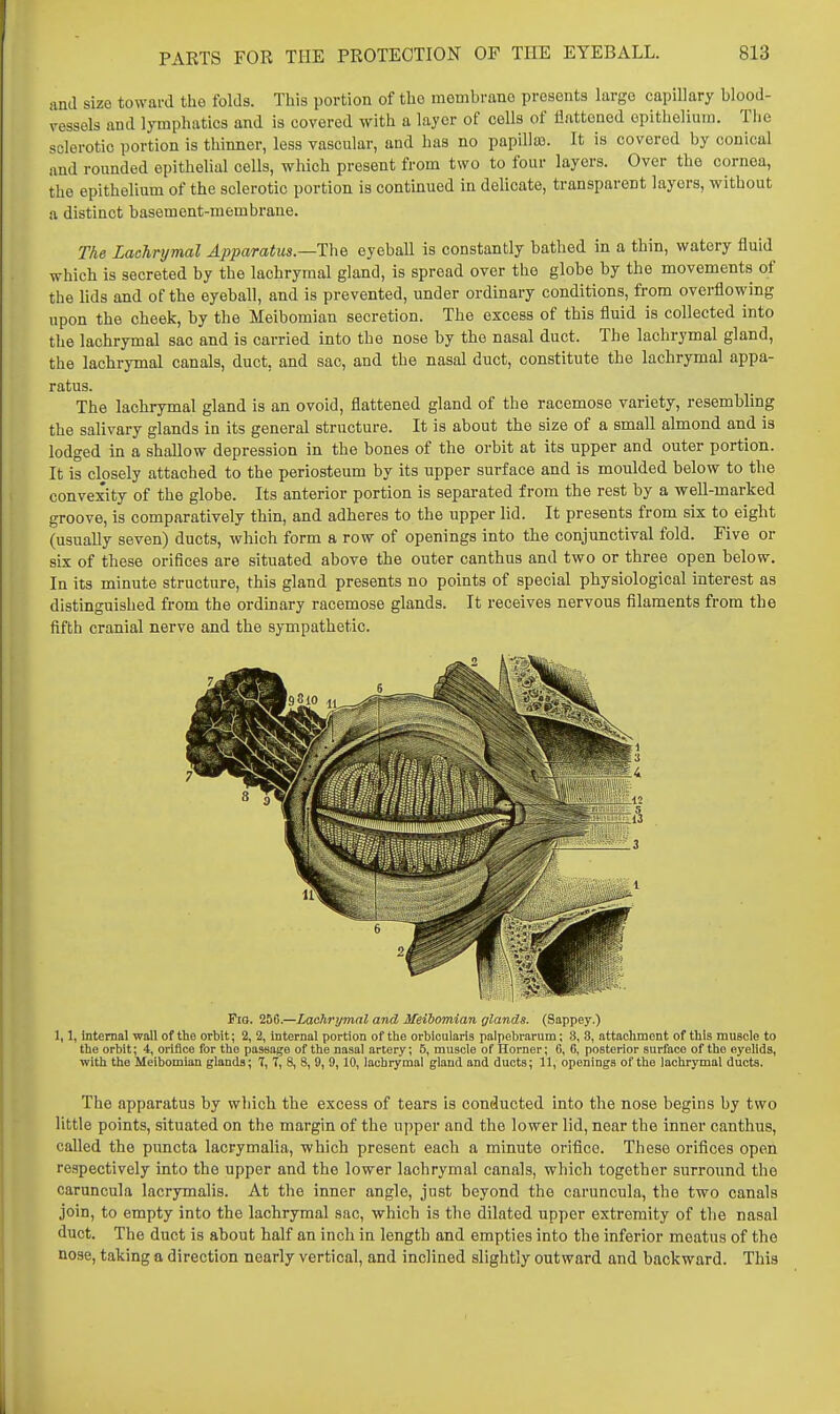 and size toward the folds. This portion of the membrane presents large capillary blood- vessels and lymphatics and is covered with a layer of cells of flattened epithelium. Tiie sclerotic portion is thinner, less vascular, and has no papilla). It is covered by conical and rounded epithelial cells, which present from two to four layers. Over the cornea, the epithelium of the sclerotic portion is continued in delicate, transparent layers, without a distinct basement-membrane. The Laahrymal Apparatus.—The eyebaU is constantly bathed in a thin, watery fluid which is secreted by the lachrymal gland, is spread over the globe by the movements of the lids and of the eyeball, and is prevented, under ordinary conditions, from overflowing upon the cheek, by the Meibomian secretion. The excess of this fluid is collected into the lachrymal sac and is carried into the nose by the nasal duct. The lachrymal gland, the lachrymal canals, duct, and sac, and the nasal duct, constitute the lachrymal appa- The lachrymal gland is an ovoid, flattened gland of the racemose variety, resembling the salivary glands in its general structure. It is about the size of a small almond and is lodged in a shallow depression in the bones of the orbit at its upper and outer portion. It is closely attached to the periosteum by its upper surface and is moulded below to the convexity of the globe. Its anterior portion is sepai-ated from the rest by a well-marked groove, is comparatively thin, and adheres to the upper lid. It presents from six to eight (usually seven) ducts, which form a row of openings into the conjunctival fold. Five or six of these orifices are situated above the outer canthus and two or three open below. In its minute structure, this gland presents no points of special physiological interest as distinguished from the ordinary racemose glands. It receives nervous filaments from the fifth cranial nerve and the sympathetic. FiQ. 25C.—Lachrymal and Meibomian glands. (Sappey.) 1,1, Internal -wall of the orbit; 2, 2, internal portion of the orbicularis palpebrarum; 8, 8, attachment of this muscle to the orbit; 4, orifice for the passage of the nasal artery; 5, muscle of Horner; G, 6, posterior surface of the eyelids, with the Meibomian glands; 7, T, 8, 8, 9, 9,10, lachrymal gland and ducts; 11, openings of the lachrymal ducts. The apparatus by which the excess of tears is conducted into the nose begins by two little points, situated on the margin of the upper and the lower lid, near the inner canthus, called the puncta lacrymalia, which present each a minute orifice. These orifices open respectively into the upper and the lower lachrymal canals, which together surround tlie caruncula lacrymalis. At tlie inner angle, just beyond the caruncula, the two canals join, to empty into the lachrymal sac, which is the dilated upper extremity of the nasal duct. The duct is about half an inch in length and empties into the inferior meatus of the nose, taking a direction nearly vertical, and inclined slightly outward and backward. This ratus.
