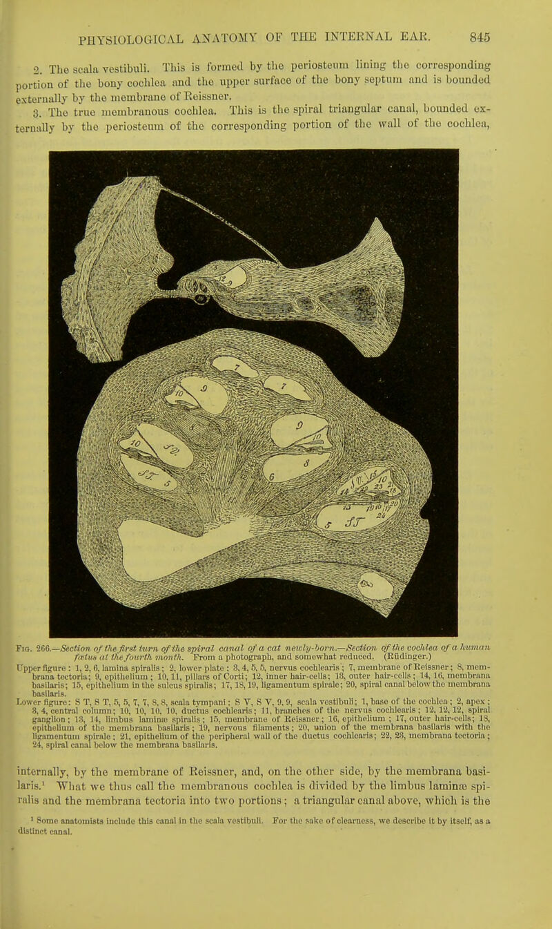 2. The sciila vostibuli. This is formed by tlie periostenm lining the corresponding portion of the bony cochlea and the upper surface of the bony septum and is bounded externally by the membrane of Reissner. 3. The true membranous cochlea. This is the spiral triangular canal, bounded ex- ternally by the periosteum of the corresponding portion of the wall of the cochlea, Fig. 266.—Section of the, first inrn of the spiral canal of a cat ne\iily-horn.—Section of the cochlea of a human f(ctm at the fourth month. From a photoffrapli, and somewhat i-ednced. (Eiidinger.) t'pper figure : 1, 2, 6, lamina spiralis; 2, lower plate : 3,4,5, Tj. nervus cochlearis ; 7, membrane of Eeissner; 8, mem- brana tectoria; 0, epithelium ; 10,11, pillars of Corti; 12, inner hair-cells; 13, outer hau--cells; 14, lU, membrana basilaris; 15, epithelium in the sulcus spiralis; 17, IS, 19, llgamentum spirale; 20, spiral canal below the membrana basilarls. Lower figure: S T, 8 T, 5, 5, 7, 7, 8,8, scala tympani; S V, S V. 9, 9, scala vestibull; 1, base of the cochlea; 2, apex; 3, 4, central column; 10, 10, 10, 10, ductus cochlearis; 11, branches of the nervua cochlearls; 12,12,12, spiral ganglion; 13, 14, limbus lamina) spiralis; 15. membrane of Keissner; IC, epithehum ; 17, outer hair-cells; IS, epithelium of the membrana basilarls; 19, nervous filaments; 20, union of the membrana basilaris vnth the ligameiitum spiralo ; 21, epithelium of the peripheral wall of the ductus cochlearis; 22, 28, membrana tectoria; 24, spiral canal below the membrana basilaris. internally, by the membrane of Reissner, and, on the other side, by the membrana basi- laris.' Wiiat we thus call the membranous cochlea is divided by the limbus laminoo spi- ralis and the membrana tectoria into two portions; a triangular canal above, which is the ' Some anatomists Include this canal in the scala vestibull. For the sake of clearness, we describe it by Itself, as u distinct canal.