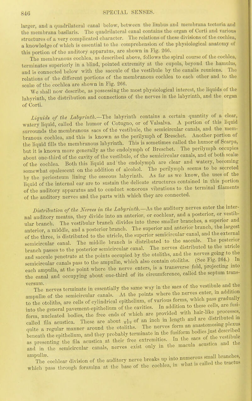 larger, and a quadrilateral canal below, between the limbus and menibrana tectoria and the menibrana hasilaris. The (iiiadrilateral canal contains the organ of Corti and various structures uf a very complicated character. Tlio relations of these divisions of the cochlea, a knowledge of which is essential to the comprehension of the pliysiological anatomy of this portion of the auditory apparatus, are shown in Fig. 200. The membranous cochlea, as described above, follows the spiral course of the cochlea, terminates superiorly in a blind, pointed extremity at the cupola, beyond the hamulus, and is connected below with the saccule of the vestibule by the canalis reuniens. Tlie relations of the different portions of the membranous cochlea to each other and to the scala3 of the cochlea are shown in Fig. 206. We shall now describe, as possessing the most physiological interest, the liquids of the labyrinth, the distribution and connections of the nerves in the labyi-inth, and the organ of Oorti. Liquids of the LalyrintJi.—Ihe labyrinth contains a certain quantity of a clear, watery liquid, called the humor of Cotugno, or of Valsalva. A portion of this liquid surrounds the membranous sacs of the vestibule, the semicircular canals, and the mem- branous cochlea, and this is known as the perilymph of Bresohet. Another portion of the liquid fills the membranous labyrinth. This is sometimes caUed the humor of Scarpa, but it is known more generally as the endolymph of Breschet. The perilymph occupies about one-third of the cavity of the vestibule, of the semicircular canals, and of both scate of the cochlea. Both this liquid and the endolymph are clear and watery, becommg somewhat opalescent on the addition of alcohol. The perilymph seems to be secreted by the periosteum lining the osseous labyrinth. As far as we know, the uses of the liquid of the internal ear are to sustain the delicate structures contamed in this portion of the auditory api)aratus and to conduct sonorous vibrations to the terminal filaments of the auditory nerves and the parts with which they are connected. Distribution of the Nerves in the Laiyrinth.-As the auditory nerves enter the inter- nal auditory meatus, they divide into an anterior, or cochlear, and a posterior, or vestib- ular branch. The vestibular branch divides into three smaller branches, a superior and anterior, a middle, and a posterior branch. The superior and anterior branch the largest of the three, is distributed to the utricle, the superior semicircular canal, and the external semicircular canal. The middle branch is distributed to the saccule The posterior branch passes to the posterior semicircular canal. The nerves distributed to the utricle and saccule penetrate at the points occupied by the otoliths, and the going the semicircular canals pass to the ampulla3, which also contam otoliths, /f/^ ^J; 26*0 each ampnUa, at the point where the nerve enters, is a transverse fold projectmg into the cand and occupying about one-third of its circumference, called the septum trans- 'Z' nerves terminate in essentially the same way in the sacs of the vestibule and the ampullar of the semicircular canals. At the points where the nerves enter, in addition oThe otoliths, are cells of cylindrical opitl^elium, of various forms which i-^^^^^^^^ into the general pavement-epithelium of the cavities. In addition to ff'^;;;;, form, nucleated bodies, the free ends of which are provided with ^^^^^-^^Jf Pl*;^^^^^^^ eallek fila acustica. These are about ,hs of an inch in length and ^^J^^^ quite a regular manner around the otoliths. The nerves form ^^^^^^^^^^^ Seneath th^ epithelium, and they probably terminate in the fusitorm ^^of ^Se S as presenting the fila acustica at their free extremities In f_^<^^ and in the semicii-cular canals, nerves exist only in the macula acustica 'C^ochlear division of the auditory nerve breaks up into which pass through foramina at the base of the cochlea, ni whatcalkd the t.act