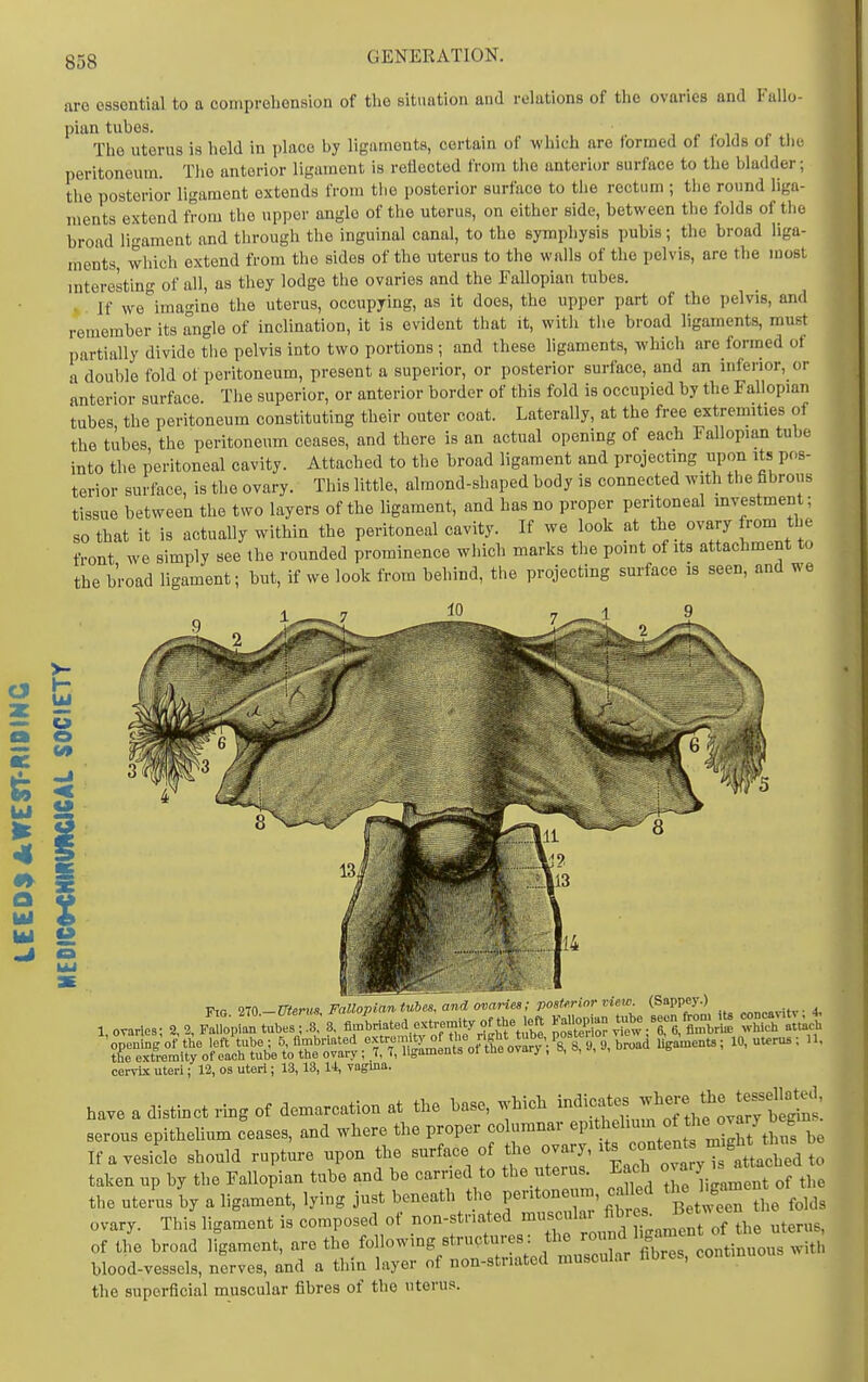 are essential to a comprehension of the situation and relations of the ovaries and Fallo- pian tubes. The uterus is held in place by lignmonts, certain of which are formed of folds of tlie peritoneum. The anterior ligament is reflected from the anterior surface to the bladder; the posterior ligament extends from the posterior surface to the rectum ; the round liga- ments extend from the upper angle of the uterus, on either side, between the folds of tlie broad ligament and through the inguinal canal, to the symphysis pubis; the broad liga- ments, which extend from the sides of the uterus to the walls of the pelvis, are the most mteresting of all, as they lodge the ovaries and the Fallopian tubes. . . If we imagine the uterus, occupying, as it does, the upper part of the pelvis, and remember its angle of inclination, it is evident that it, with tlie broad ligaments, must partially divide the pelvis into two portions; and these hgaments, which are formed of a'double fold of peritoneum, present a superior, or posterior surface, and an inferior, or anterior surface. Tlie superior, or anterior border of this fold is occupied by the Fallopian tubes the peritoneum constituting their outer coat. Laterally, at the free extremities of the tubes, the peritoneum ceases, and there is an actual opening of each Fallopian tube into the peritoneal cavity. Attached to the broad ligament and projecting upon its pos- terior surface, is the ovary. This little, almond-shaped body is connected with the fibrous tissue between the two layers of the ligament, and has no proper peritoneal mvestment; so that it is actually within the peritoneal cavity. If we look at the ovary from the front we simply see the rounded prominence which marks the point of its attachment to the broad ligament; but, if we look from behind, the projecting surface is seen, and we C3 *~ — o o o cerris uteri; 12, os uteri; 13,13,14, vagma have a distinct ring of demarcation at the base, which J^^^^^^^^^^^^^^ serous epithehum ceases, and where the proper columnar ^P^^.'^^^'^^ltt miZ thus be If a vesicle should rupture upon the surface of the ovary, «f taken up by the Fallopian tube and be carried to the uterus. Each ^^-^ ^J^^^^^^^^^^^^^^ the utenis by a ligament, lying just beneath the peritoneum, called ^^^J^^^ ^^^)^,,^ ovary. This ligament is composed of J^^^^f^^'^'^^^^^^^^ uterus, of the broad ligament, are the following structures: the eontinuous with blood-vessels, nerves, and a thin layer of non-stnated muscular fibres, contmuous the superficial muscular fibres of the uterus.