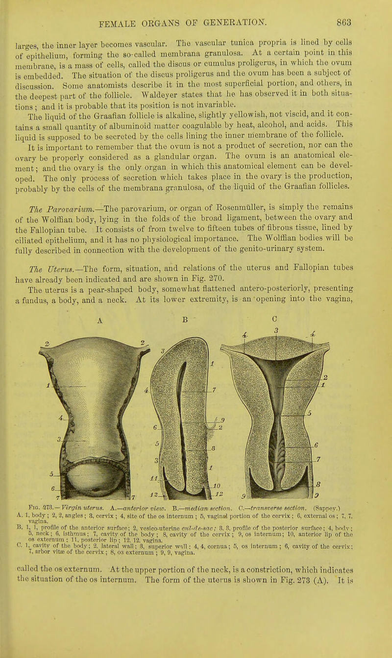 larges, the inner layer becomes vascular. The vascular tunica propria is lined by cells of epithelium, forming tlie so-called membrana granulosa. At a certain point in this membrane, is a mass of cells, called the discus or cumulus proligerus, in which the ovum is embedded. The situation of the discus proligerus and tlie ovum has been a subject of discussion. Some anatomists describe it in the most superficial portion, and others, in the deepest part of the follicle. Waldeyer states that he has observed it in both situa- tions ; and it is probable that its position is not invariable. The liquid of the Graafian follicle is alkaline, slightly yellowish, not viscid, and it con- tains a small quantity of albuminoid matter coagulable by heat, alcohol, and acids. This liquid is supposed to be secreted by the cells lining the inner membrane of the follicle. It is important to remember that the ovum is not a product of secretion, nor can the ovary be properly considered as a glandular organ. The ovum is an anatomical ele- ment ; and the ovary is the only organ in which this anatomical element can be devel- oped. The only process of secretion which takes place in the ovary is the production, probably by the cells of the membrana granulosa, of the liquid of the Graafian follicles. The Parovarium.—The. parovarium, or organ of Rosenmuller, is simply the remains of the Wolffian body, lying in the folds of the broad ligament, between the ovary and the Fallopian tube. It consists of from twelve to fifteen tubes of fibrous tissue, lined by ciliated epithelium, and it has no physiological importance. The Wolffian bodies will be fully described in connection with the development of the genito-urinary system. The Uterus.—The form, situation, and relations of the uterus and Fallopian tubes have already been indicated and are shown in Fig. 270. The uterus is a pear-shaped body, somewhat flattened antero-posteriorly, presenting a fundus, a body, and a neck. At its lower extremity, is an opening into the vagina, A B C Via. —Virgin uterus. A.—anterior view. B.—median section. C.—tran/iverse section, {aappey.) A. 1. body; 2, 2, angles; 3, cervix ; 4, site of the oa internum ; 5, vaginod portion of tlio cervix; C, externai os; 7, T. vagina. B. 1, 1, profile of the nnterior surface; 2, vesico-uterine cul-de-sac; 3. 8, profile of the posterior snrfaoe; 4, body; 5, neck; B. isthmus; 7, cavity of the body; 8, cavity of the oervbc; 9, os internum; 10, anterior lip of the OS externum ; 11, posterior lip ; 12. 12. vagina. C. 1, cavity of the body; 2. lateral wall; .3, superior wall; 4, 4, oornua; 5, os internum; 6, cavity of the cervi.v; 7, arbor vitie of the cervix ; 8, 03 externum ; 1), 9, vagina. o.illed the os externum. At the upper portion of the neck, is a constriction, which indicates llie situation of the os internum. The form of the utei' us is shown in Fig. 273 (A). It is