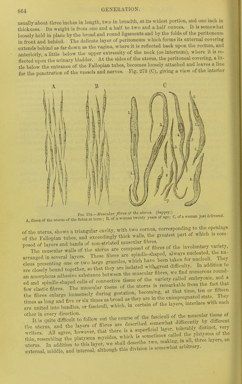 usually about throo inclios in length, two in breadth, at its widest portion, and one inch in thickness. Its weight is from one and a half to two and a half ounces. It is soinowliat loosely held in place by the broad and round ligaments and by the folds of the peritoneum in front and behind. The delicate layer of i)eritoneum which forma its external covering extends behind as far down as tlie vagina, where it is reHocted back upon the rectum, and anteriorly a little below the upper extremity of the neck (os internum), wliere it is re- lleeted upon the urinary bladder. At the sides of the uterus, the peritoneal covering, a lit- tle below the entrance of the Fallopian tubes, becomes loosely attached and leaves a line for the penetration of the vessels and nerves. Fig. 273 (0), giving a view of the interior Ili.-Muscular fibres of the uterus. (Sappey.) . ^ v,„...^ A,flbresof the utevus of the Slattern.; B, of fwoman twenty years of a.e; C.ofawoma. ,UBt dehvered. Of the uterus, shows a triangular cavity, with two corona, ^^^^'^^^'if^^l^^^^ of the Fallopian tubes, and exceedingly thick walls the greatest pait of which as com -tf rrtr? i-rrr =;r/ri.. , „i 1,^^,., These fibres are spindle-shaped, always nucleated, the nu- arranged m several layeis. inese uuies i'^ , , , * i „^ T,,i^ioni; Tlipv anamoiTbou9adhesive8ubstancebetweenthemusculartib.es we n the fibres enlarge immensely during gestation, becommg, at that t™^, Ite Thev other in every direction. fncpionli of the muscular tissue of It is quite difiicult to follow out the course of „y difTerent the uterus, and the layers of fibres are .^^^^^^^'^^^^^.^^l^^^ tlTablv distinct, very writers. All agree, however, that_ there is a -1--^^;^^^^^^^^ 'of the thin, resembling the platysma myoides w nch ^^^^^Xi in al^ uterus. In addition to this layer, we shall describe wo, mak n in , external, middle, and internal, although this division is somewhat aibitrary.