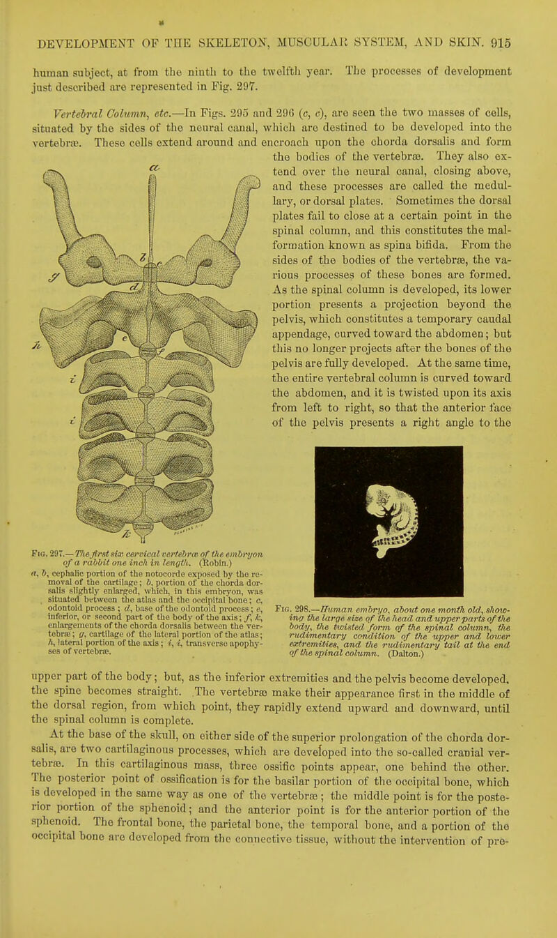 human subject, at from tho ninth to the twolftli year, just described are represented in Fig. 297. Tlic processes of development Verteiral Column, etc.—In Figs. 295 and 290 (c, c), are seen tlie two masses of cells, situated by tho sides of the neural canal, which are destined to be developed into tho vertebrte. These cells extend m'ound and encroach upon the chorda dorsalis and form the bodies of the vertebroa. They also ox- tend over the neural canal, closing above, and these processes are called the medul- lary, or dorsal plates. Sometimes the dorsal plates fail to close at a certain point in the spinal column, and this constitutes the mal- formation known as spina bifida. From the sides of the bodies of the vertebras, the va- rious processes of these bones are formed. As the spinal column is developed, its lower portion presents a projection beyond the pelvis, which constitutes a temporary caudal appendage, curved toward the abdomen; but this no longer projects after the hones of the pelvis are fully developed. At the same time, the entire vertebral column is curved toward the abdomen, and it is twisted upon its axis from left to right, so that the anterior face of the pelvis presents a right angle to the Fig. 297.— The first six cervical vertebrcc of the emhryon of a rabbit one inch in length. fRobin.) n, 6, cephalic portion of the notocorde exposed by tho re- moval of the cartilage; b. portion of the chorda dor- salis sliifhtly enlarged, which, in this embryon, was situated between the atlas and tho occipital bone; c. odontoid process ; d, base of the odontoid process; inferior, or second part of the body of the axis; /, X:, enlargements of the chord.i dorsalis between the ver- tebric; f/, cartilage of the lateral portion of the atlas; /(, lateral portion of the a.\is; i, i, transverse apophy- ses of vertebra;. Fig. 298.—Human embrj/o, about one month old,.show- inu the large size of the head and upper parts of the body, the tXDisted form of the spinal column, the rudimentary condition of the upper and lovier extremities, and the rudimentary tail at Uie end of the spinal column. (Dalton.) upper part of the body; but, as the inferior extremities and the pelvis become developed, the spine becomes straight. The vertebrae make their appearance first in the middle of the dorsal region, from which point, they rapidly extend upward and downward, until the spinal column is complete. At the base of the skull, on either side of the superior prolongation of the chorda dor- salis, are two cartilaginous processes, which are developed into the so-called cranial ver- tebrm. In this cartilaginous mass, three ossific points appear, one behind the other. The posterior point of ossification is for the basilar portion of the occipital bone, which is developed in the same way as one of the vertebrts; the middle point is for the poste- rior portion of the sphenoid; and the anterior point is for the anterior portion of the sphenoid. The frontal bone, the parietal bone, the temporal bone, and a portion of tho occipital bone are developed from the connective tissue, without the intervention of pre-