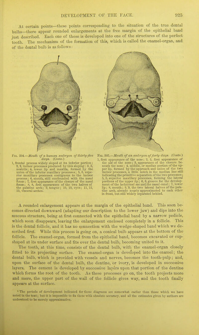 At certain points—tboso points corresponding to tlie situation of the true dental 5„lt,s—tliere appear rounded enlargements at the free margin of the epithelial band just described. Each one of these is developed into one of the structures of the perfect tooth. The mechanism of the formation of this, which is called the enamel-organ, and of the dental bulb is as follows: Fig. 304.—i/o«<A of a human embryon of tidrty-jim days. (Coste.) 1, frontal process widely sloped at its inferior portion; 2, 2, incisor processes produced ty this sloping; 3, 3, nostrils; 4, lower lip and ma.\illa, formed by the union of the inferior maxillary processes; 5, 5, supe- rior maxillary processes contiguous to the incisor process; G, mouth, still confounded with the nasal fossa;: 7, first appearance of tiie closure of the nnsal fossiE; 8, 8, first appearance of the two halves of the palatine arch; U, tongue; 10, 10, eyes; 11,12, 13, risceral arclies. Pig. 305.—Mouth nf an embryon of forty days. (Coste.) 1, first appearance of the nose; 2, 2, first appearance of the aliE of the nose; 3, appearance of the closure be- neath the nose: 4, middle, or median portion of the up- per li]), formed by the approach and union of the two incisor processes, a little notch in the median fine still indicating the primitive separation of the two processes; 5, 5, superior maxillary processes, forming the lateral portions of the upper lip; 6, 6, groove for the develop- ment of the lachrymal sac and.the nasal canal; 7, lower lip; 8, mouth; 9, 9, the two lateral halves of the pala- tine arch, already nearly appro.ximated to each other in front, but still widely separated behind. A rounded enlargement appears at the margin of the epithelial band. This soon be- comes directed downward (adapting our description to the lower jaw) and dips into the mucous structure, being at first connected with the epithelial band by a narrow pedicle, which soon disappears, leaving the enlargement enclosed completely in a follicle. This is the dental follicle, and it has no connection with the wedge-shaped band which we de- scribed first. While this process is going on, a conical bulb appears at the bottom of the follicle. The enamel-organ, formed from the epithelial band, becomes excavated or cup- shaped at its under surface and fits over the dental bulb, becoming united to it. The tooth, at this time, consists of the dental bulb, with the enamel-organ closely fitted to its projecting surface. The enamel-organ is developed into the enamel; the dental bulb, which is provided with vessels and nerves, becomes the tooth-pulp; and, upon the surface of the dental bulb, the dentine, or ivory, is developed in successive layers. The cement is developed by successive layers upon that portion of the dentine which forms the root of the tooth. As these processes go on, the tooth projects more and more, the upper part of the wall of the follicle gives way, and the tooth finally appears at the surface. ' The periods of development indicated for these diagrams are somewhat earlier than those which wo have noted in the text; but it is impossible to fix these with absolute .accuracy, and all the estimates given by authors are understood to be merely approximative.