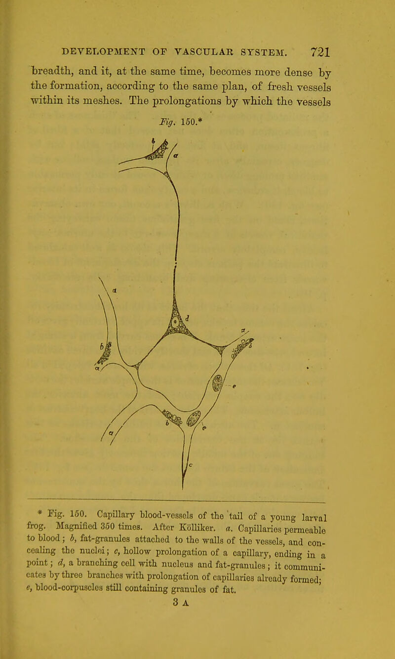 breadth., and it, at the same time, becomes more dense by the formation, according to the same plan, of fresh vessels within its meshes. The prolongations by which the vessels Fig. 150.* * Fig. 150. Capillary Wood-vessels of the 'taU of a young larval frog. Magnified 360 times. After Kolliker. a. Capillaries permeable to blood; b, fat-granules attached to the walls of the vessels, and con- cealing the nuclei; c, hollow prolongation of a capillary, ending in a point; d, a branching coll with nucleus and fat-granules; it communi- cates by three branches with prolongation of capiUaries already formed; e, blood-corpuscles still containing granules of fat. ' 3 A