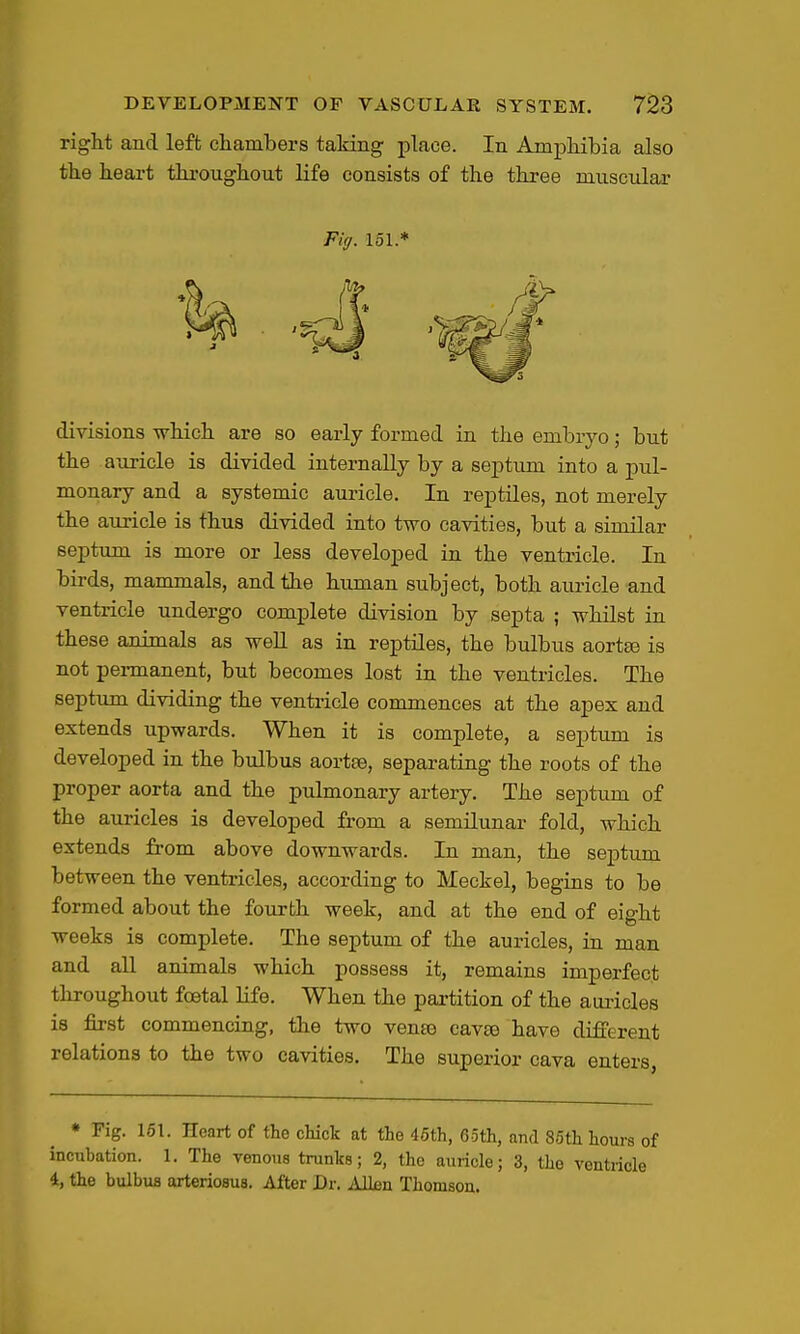 right and left chambers taking place. In Amphibia alao the heart throughout life consists of the three muscular Fig. 151.* divisions which are so early formed in the embryo; but the auricle is divided internally by a septum into a pul- monary and a systemic auricle. In reptiles, not merely the auricle is thus divided into two cavities, but a similar septum is more or less developed in the ventricle. In birds, mammals, and the human subject, both auricle and ventricle undergo complete division by septa ; whilst in these animals as weU as in reptiles, the bulbus aortas is not permanent, but becomes lost in the ventricles. The septum dividing the ventricle commences at the apex and extends upwards. When it is complete, a septum is developed in the bulbus aortse, separating the roots of the proper aorta and the pulmonary artery. The septum of the auricles is developed from a semilunar fold, which extends from above downwards. In man, the septum between the ventricles, according to Meckel, begins to be formed about the fourth week, and at the end of eight weeks is complete. The septum of the auricles, in man and all animals which possess it, remains imperfect throughout foetal life. When the partition of the auiicles is first commencing, the two venso cavse have different relations to the two cavities. The superior cava enters, * Fig. 161. Heart of the cHck at the 46th, 65th, and 85th hours of incubation. 1. The venous trunks; 2, tho auricle; 3, the ventricle 4, the bulbus arteriosus. After Dr. Allen Thomson.