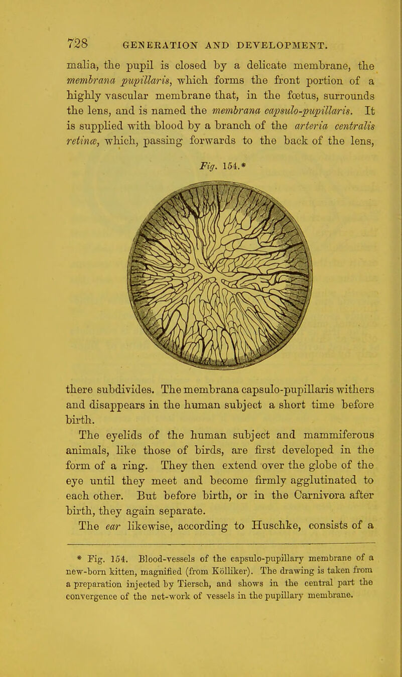 malia, the pupil is closed by a delicate membrane, tlie memhrana pupillaris, wbich forms the front portion of a higlily vascular membrane that, in the foetus, surrounds the lens, and is named the membrana capsulo-pupiUaris. It is supplied with blood by a branch of the arteria centralis retina, which, passing forwards to the back of the lens. Fiff. 154.* there subdivides. The membrana caps ulo-pupillaris withers and disappears in the human subject a short time before birth. The eyelids of the human subject and mammiferous animals, like those of birds, are first developed in the form of a ring. They then extend over the globe of the eye until they meet and become firmly agglutinated to each other. But before birth, or in the Carnivora after birth, they again separate. The ear likewise, according to Huschke, consists of a * Fig. 154. Blood-vessels of the capsnlo-pupillary membrane of a new-born kitten, magnified (from Kblliker). The drawing is taken from a preparation injected by Tiersch, and shows in the central part the convergence of the net-work of vessels in the pupillary membi-ane.