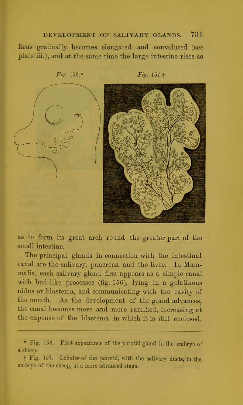 licus gradually becomes elongated and convoluted (see plate iii.), and at the same time the large intestine rises so Fig. 156.* Fig. 157.t as to form its great arch, round the greater part of the small intestine. The principal glands in connection with the intestinal canal are the saUvary, pancreas, and the liver. In Mam- malia, each salivary gland first appears as a simple canal with bud-like processes (fig. 156), lying in a gelatinous nidus or blastema, and communicating with the cavity of the mouth. As the development of the gland advances, the canal becomes more and more ramified, increasing at the expense of the blastema in which it is still enclosed. * Fig. 156. First appearance of the parotid gland in the embryo of a sheep. t Fig. 157. Lobules of the parotid, with the salivary ducte, in the embryo of the sheep, at a more advanced stage.