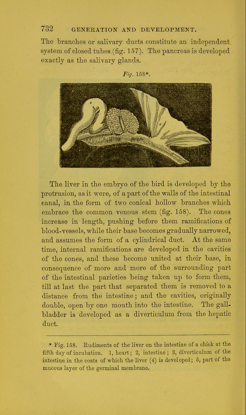 The branclies or salivary ducts constitute an independent system of closed tubes (fig. 157). The pancreas is developed exactly as the salivary glands. Fig. 168*. The liver in the embryo of the bird is developed by the protrusion, as it were, of apart of the walls of the intestinal canal, in the form of two conical hollow branches which embrace the common venous stem (fig. 158). The cones increase in length, pushing before them ramifications of blood-vessels, while their base becomes gradually narrowed, and assumes the form of a cylindrical duct. At the same time, internal ramifications are developed in the cavities of the cones, and these become united at their base, in consequence of more and more of the surrounding part of the intestinal parieties being taken up to form them, till at last the part that separated them is removed to a distance from the intestine; and the cavities, originally double, open by one mouth into the intestine. The gall- bladder is developed as a diverticulum from the hepatic duct. * Fig. 158. Eudiments of the liver on the intestine of a chick at the fifth day of incubation. 1, heart; 2, intestine; 3, diverticulum of the intestine in the coats of which the liver (4) is developed; 5, part of the mucous layer of the germinal membrane.