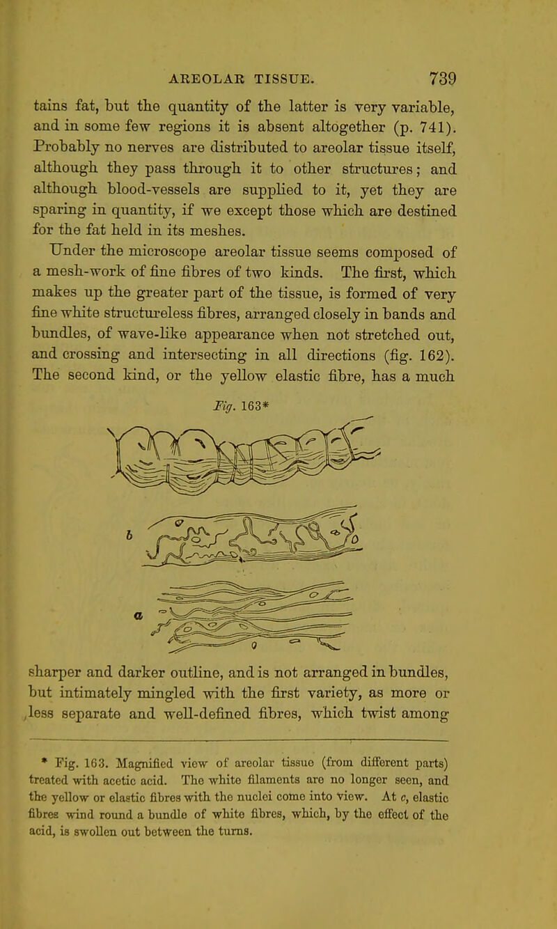 tains fat, but the quantity of the latter is very variable, and in some few regions it is absent altogether (p. 741). Probably no nerves are distributed to areolar tissue itself, although they pass through it to other structures; and although blood-vessels are supplied to it, yet they are sparing in quantity, if we except those which are destined for the fat held in its meshes. Under the microscope areolar tissue seems composed of a mesh-work of fine fibres of two kinds. The first, which makes up the greater part of the tissue, is formed of very fine white structm'eless fibres, arranged closely in bands and bundles, of wave-like appearance when not stretched out, and crossing and intersecting in all directions (fig. 162). The second kind, or the yeUow elastic fibre, has a much Fig. 163* sharper and darker outline, and is not arranged in bundles, but intimately mingled with the first variety, as more or less separate and well-defined fibres, which twist among • Pig. 163. Magnified view of areolar tissue (from diiferent parts) treated with acetic acid. The white filaments are no longer seen, and the yellow or elastic fibres with the nuclei come into view. At c, elastic fibres wind round a bundle of white fibres, which, by the effect of the acid, is swollen out between the turns.