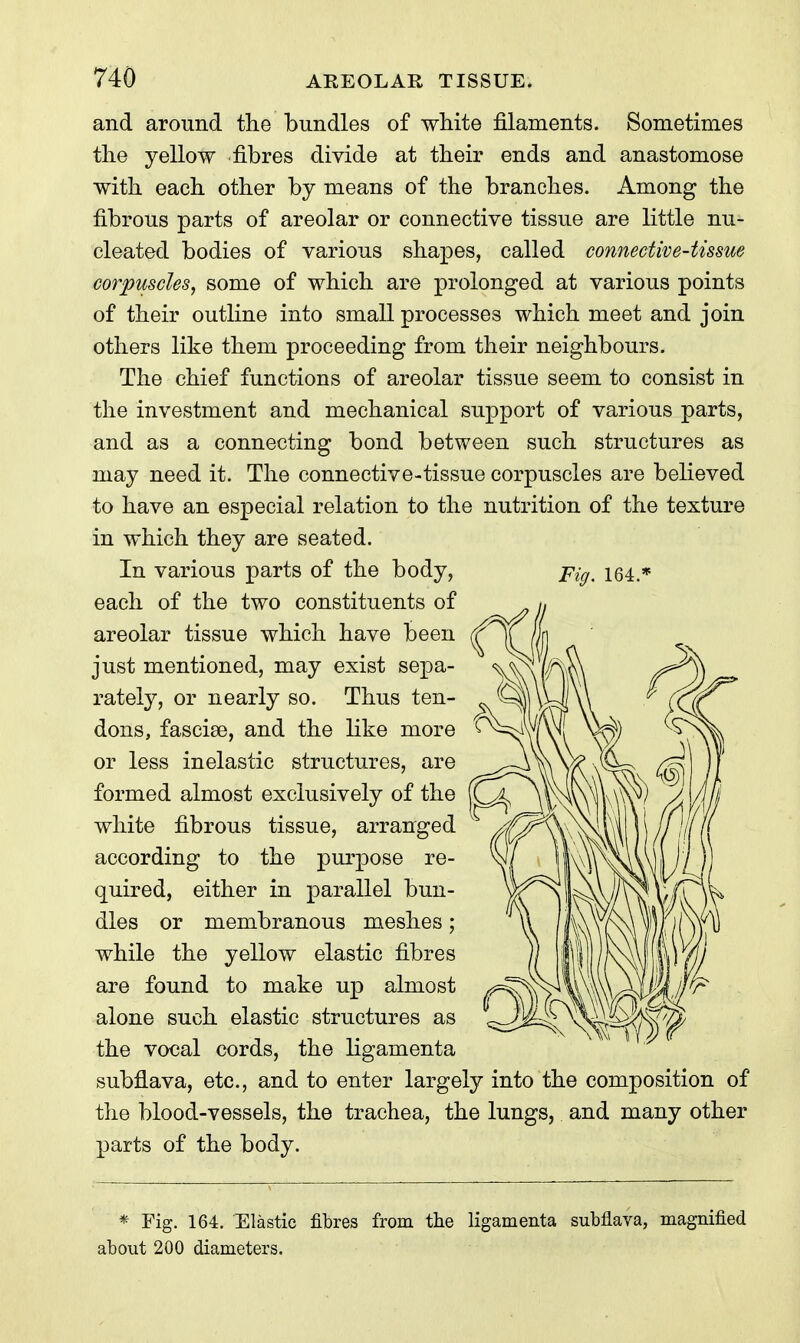 and around the bundles of white filaments. Sometimes the yellow fibres divide at their ends and anastomose with each other by means of the branches. Among the fibrous parts of areolar or connective tissue are little nu- cleated bodies of various shapes, called connective-tissue corpuscles, some of which are prolonged at various points of their outline into small processes which meet and join others like them proceeding from their neighbours. The chief functions of areolar tissue seem to consist in the investment and mechanical support of various parts, and as a connecting bond between such structures as may need it. The connective-tissue corpuscles are believed to have an especial relation to the nutrition of the texture in which they are seated. In various parts of the body, pig^ 164,» each of the two constituents of areolar tissue which have been just mentioned, may exist sepa- rately, or nearly so. Thus ten- dons, fasciae, and the like more or less inelastic structures, are formed almost exclusively of the white fibrous tissue, arranged according to the purpose re- quired, either in parallel bun- dles or membranous meshes; while the yellow elastic fibres are found to make up almost alone such elastic structures as the vocal cx)rds, the ligamenta subflava, etc., and to enter largely into the composition of the blood-vessels, the trachea, the lungs, and many other parts of the body. * Fig. 164. Elastic fibres from the ligamenta subflava, magnified about 200 diameters.